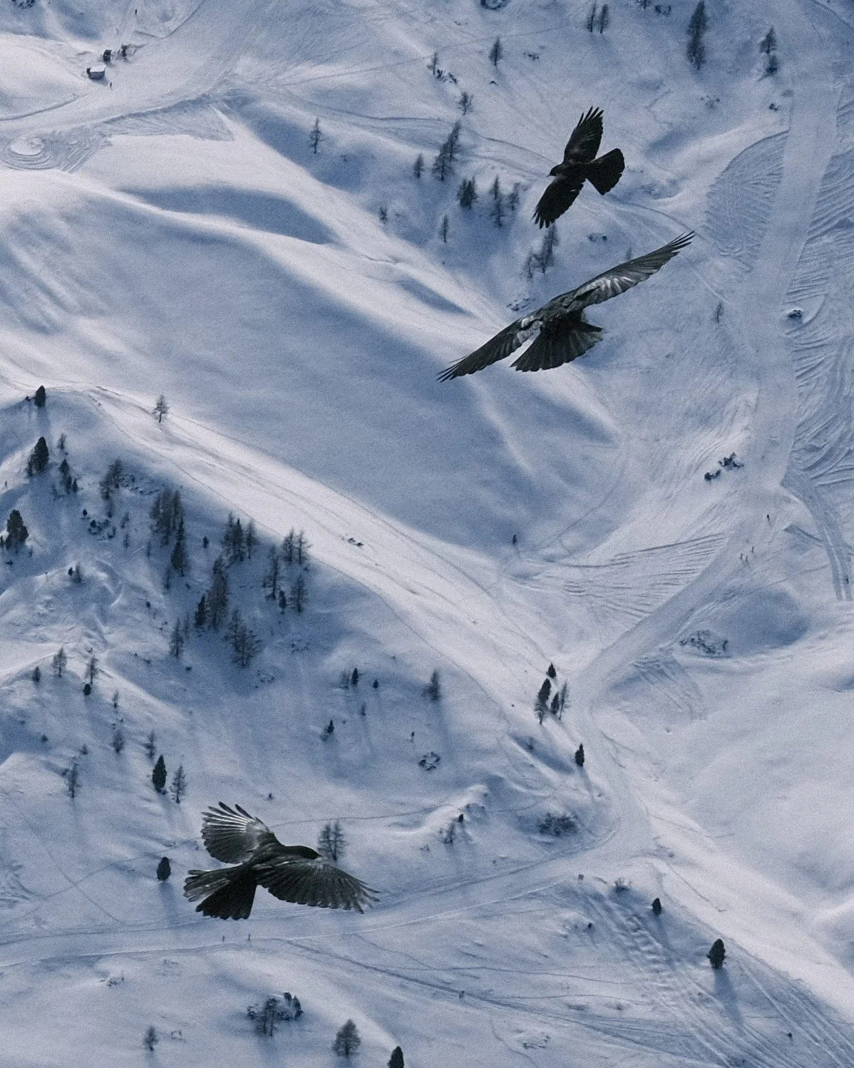 overhead view of black birds flying over snowy fields in the italian dolomites