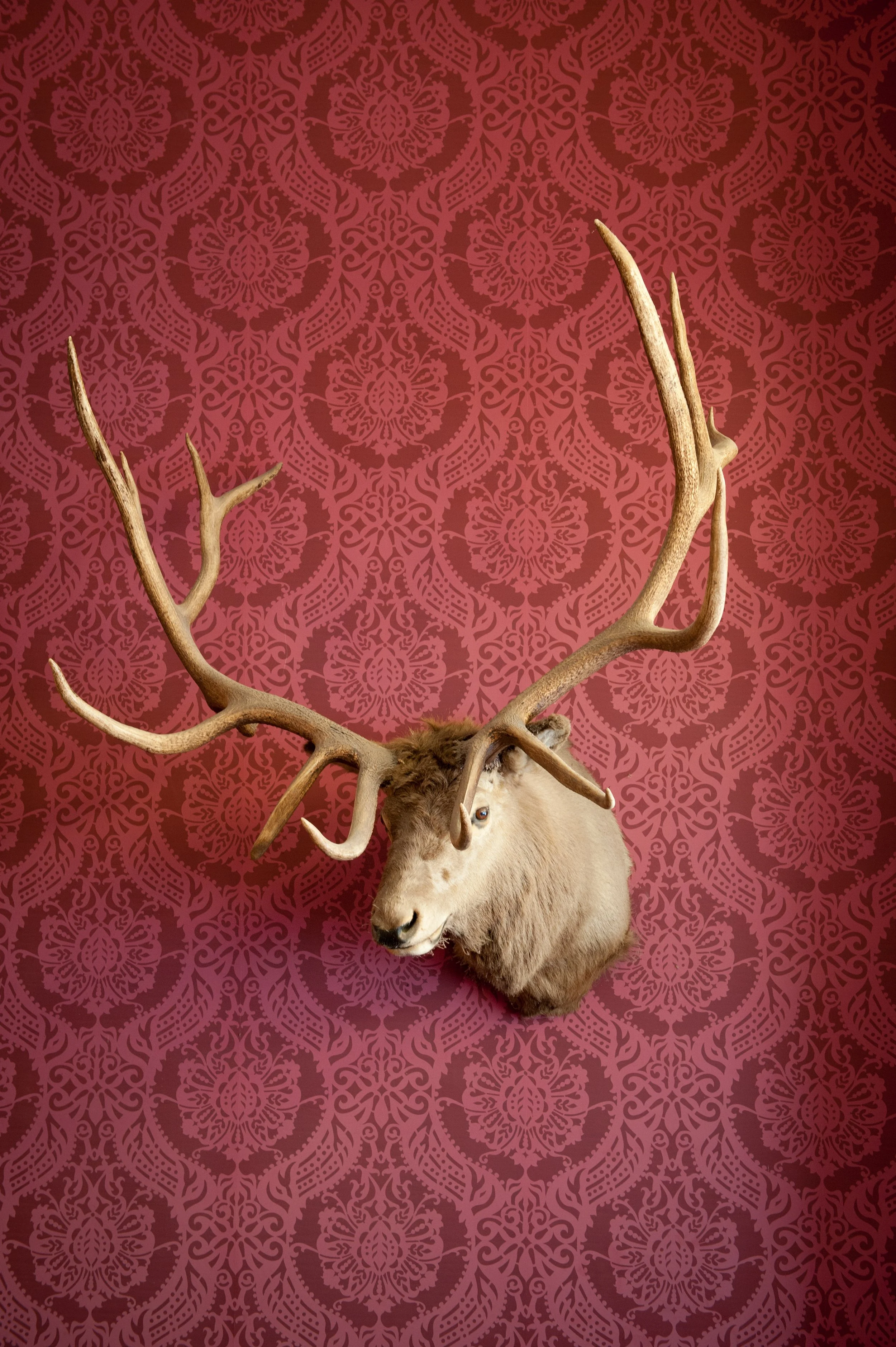 taxidermy elk head with antlers on a pink damask wallpapered wall