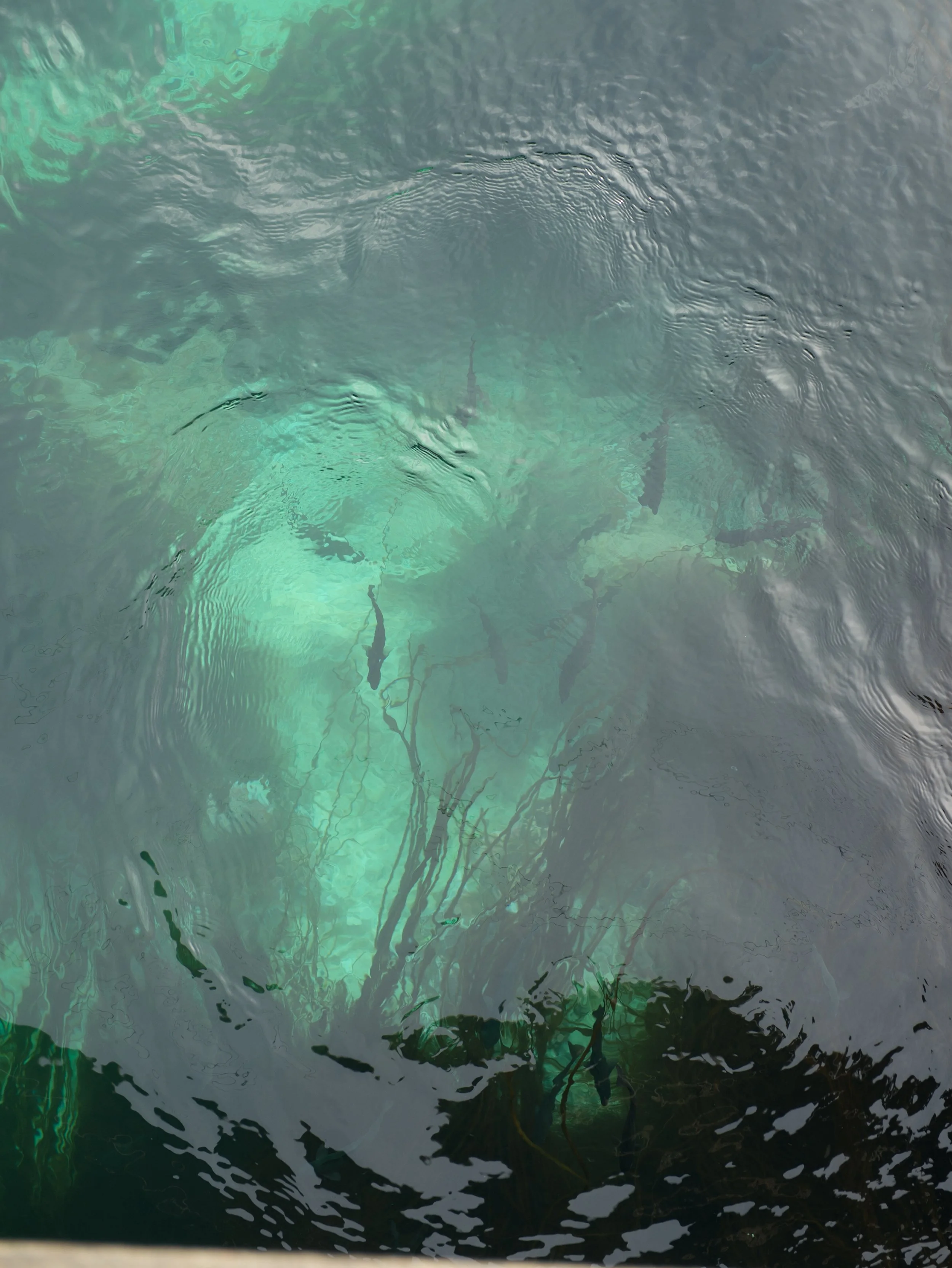 above view of fish swimming in emerald green water in norway