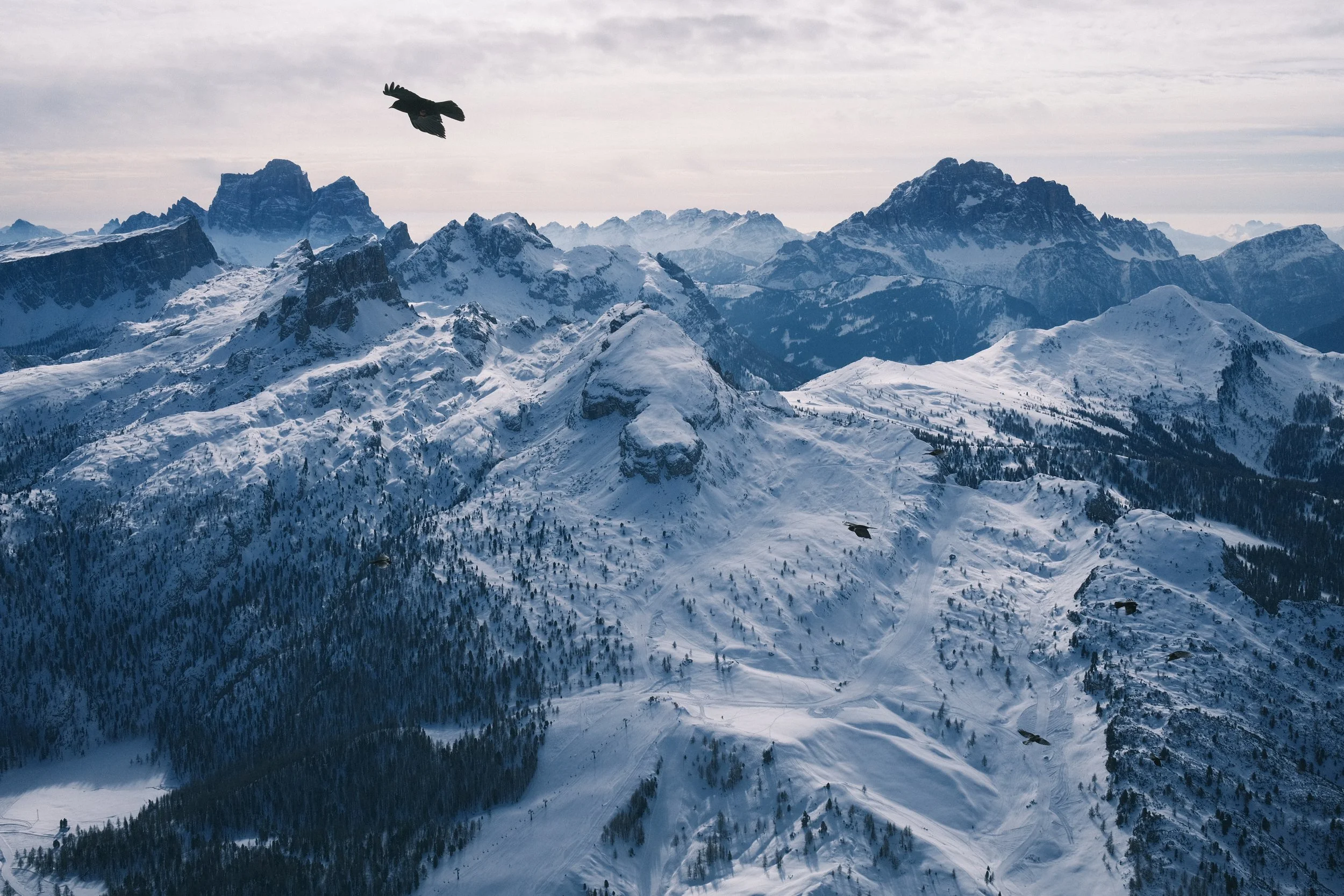 vermont travel photographer michael heeney captures black bird flying over jagged snowy peaks in the italian dolomites