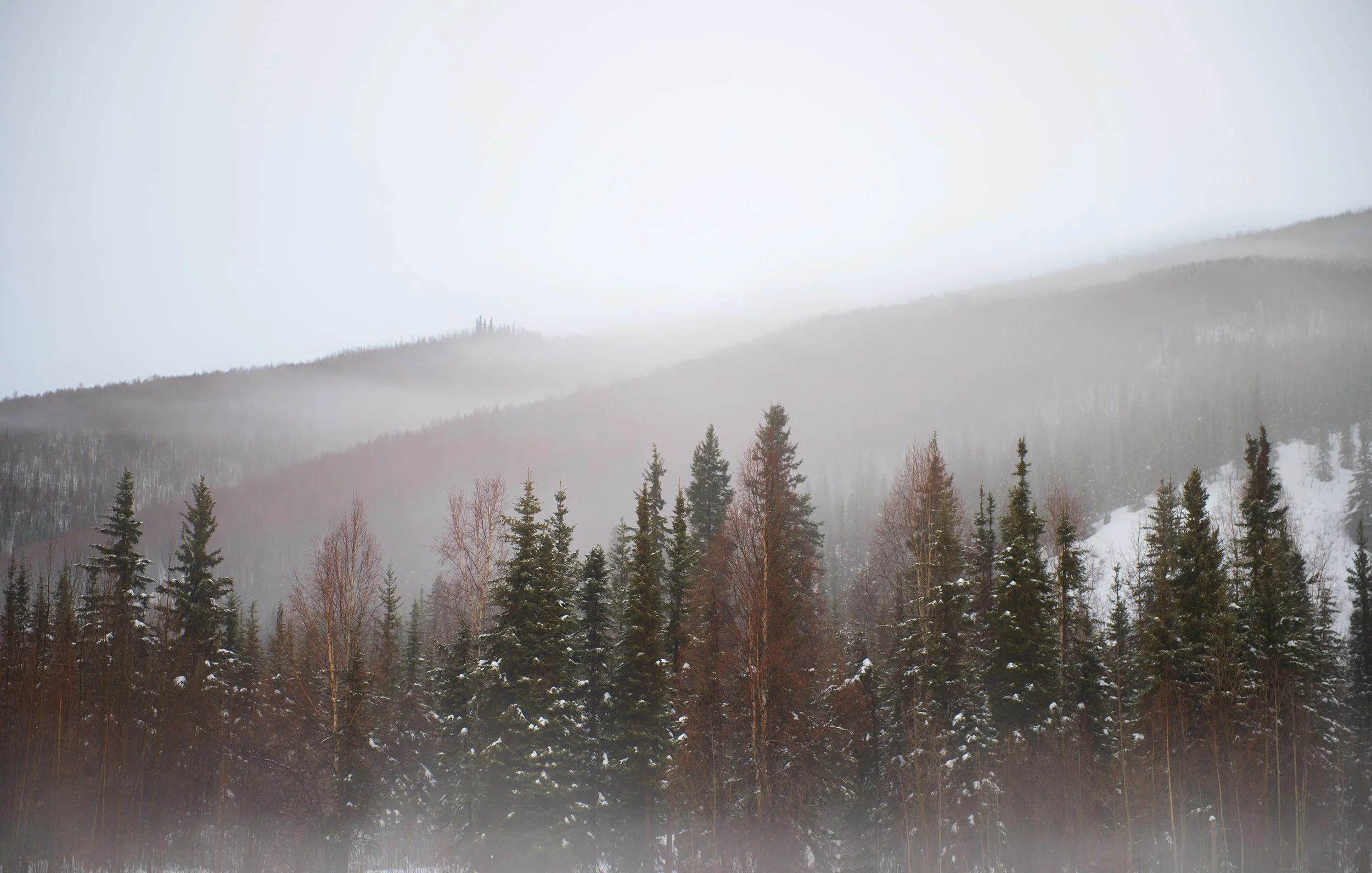 foggy trees and mountains in alaska landscape photography