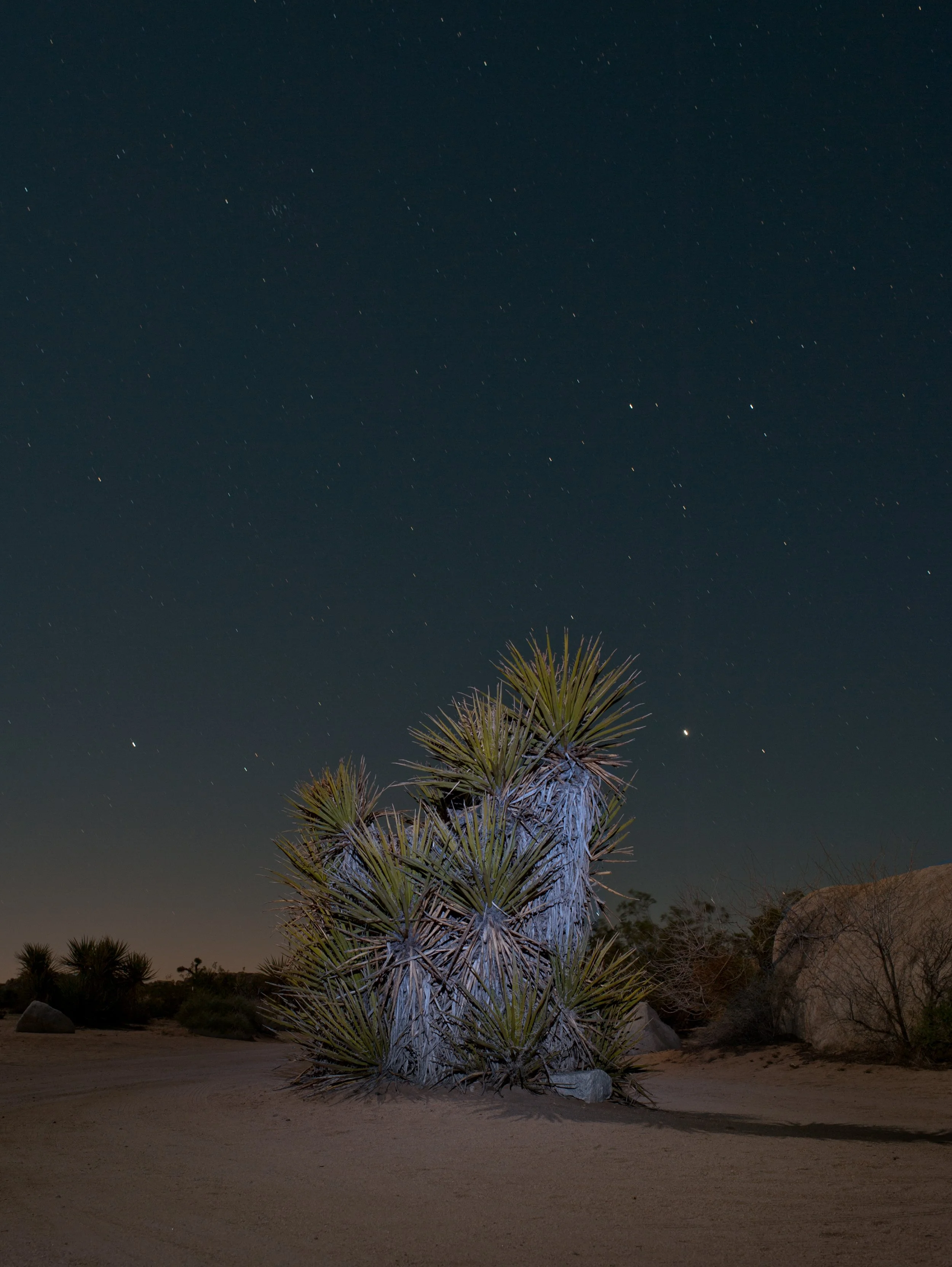 nighttime landscape photo of a yucca tree with starry sky 