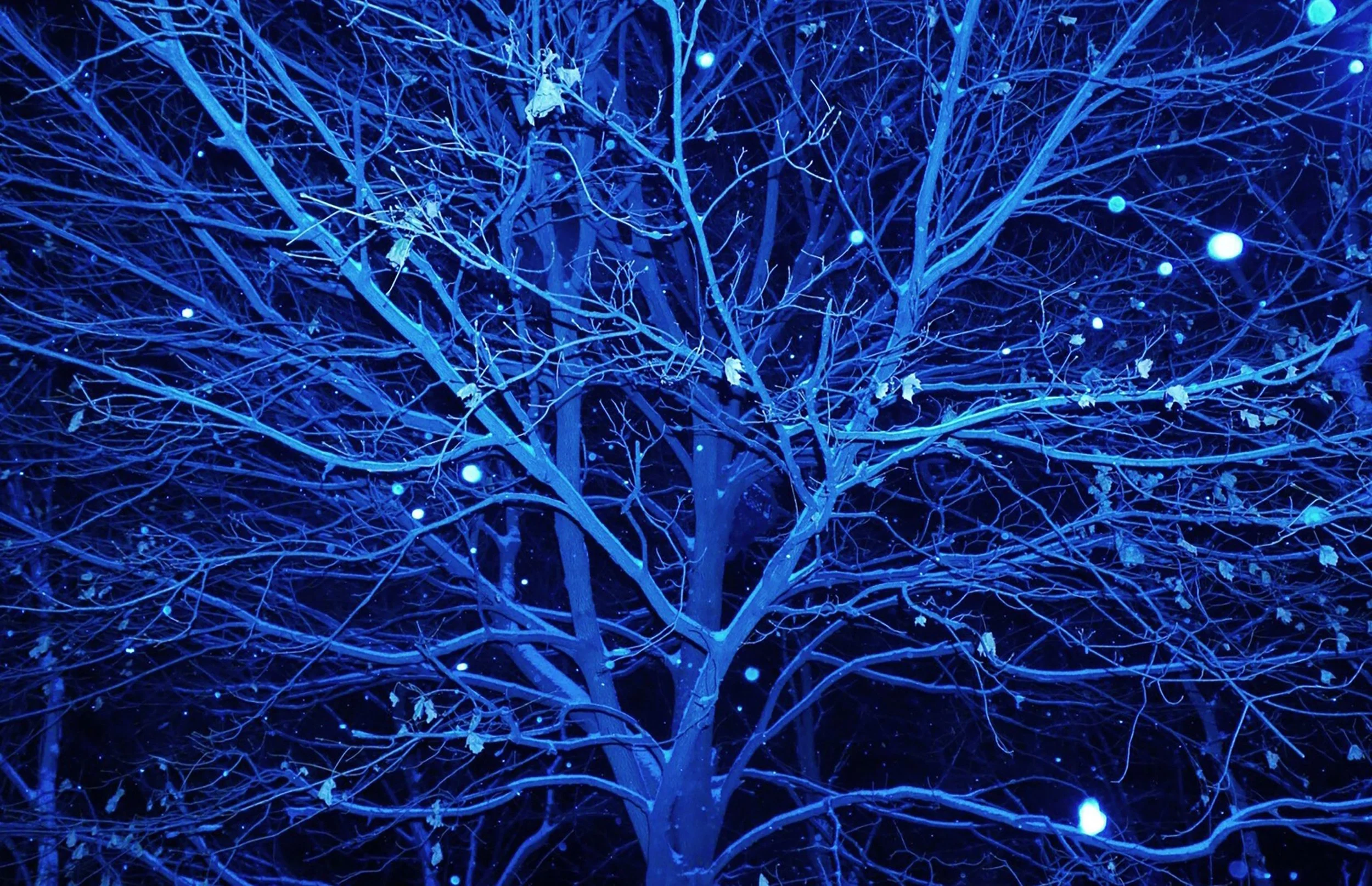 night time image of a tree with snow falling from the sky