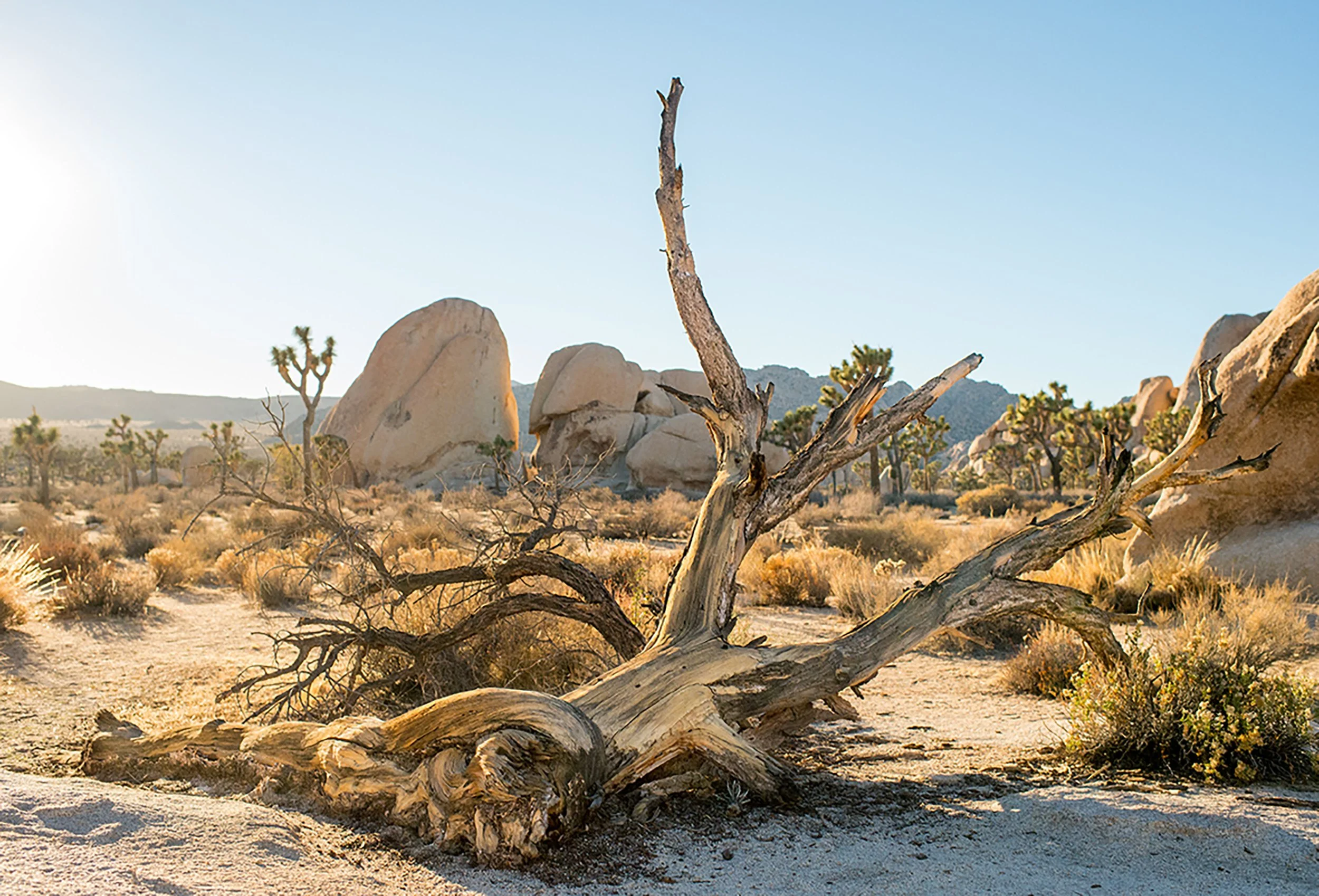 landscape photo of dead tree in joshua tree california