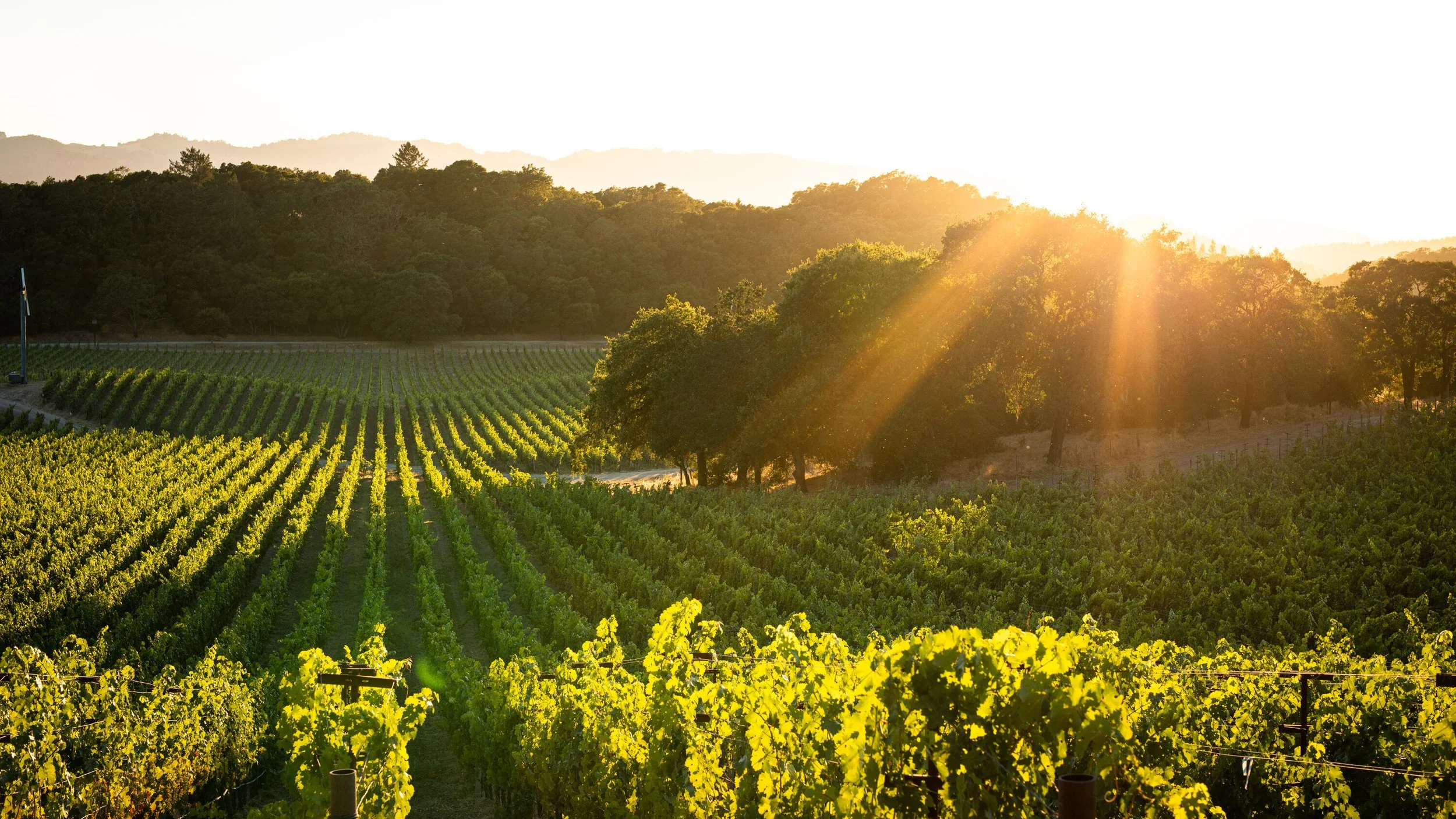 HTZ-Taplin-VY 70 (1)-large.jpg