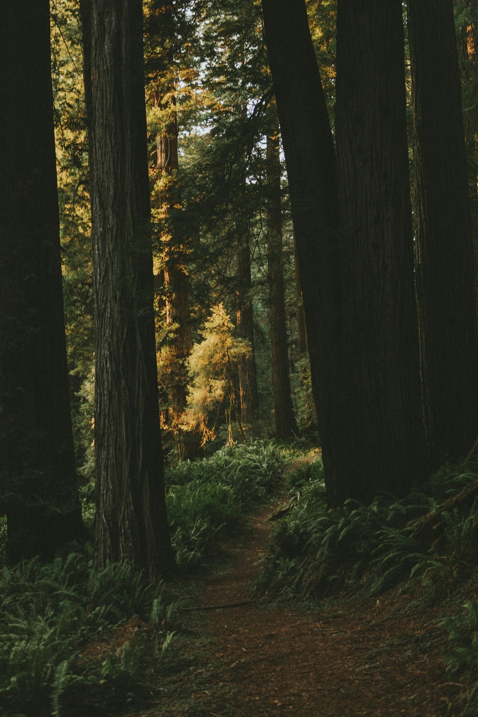 Finding Security WHILE letting go of Fears Held in the body