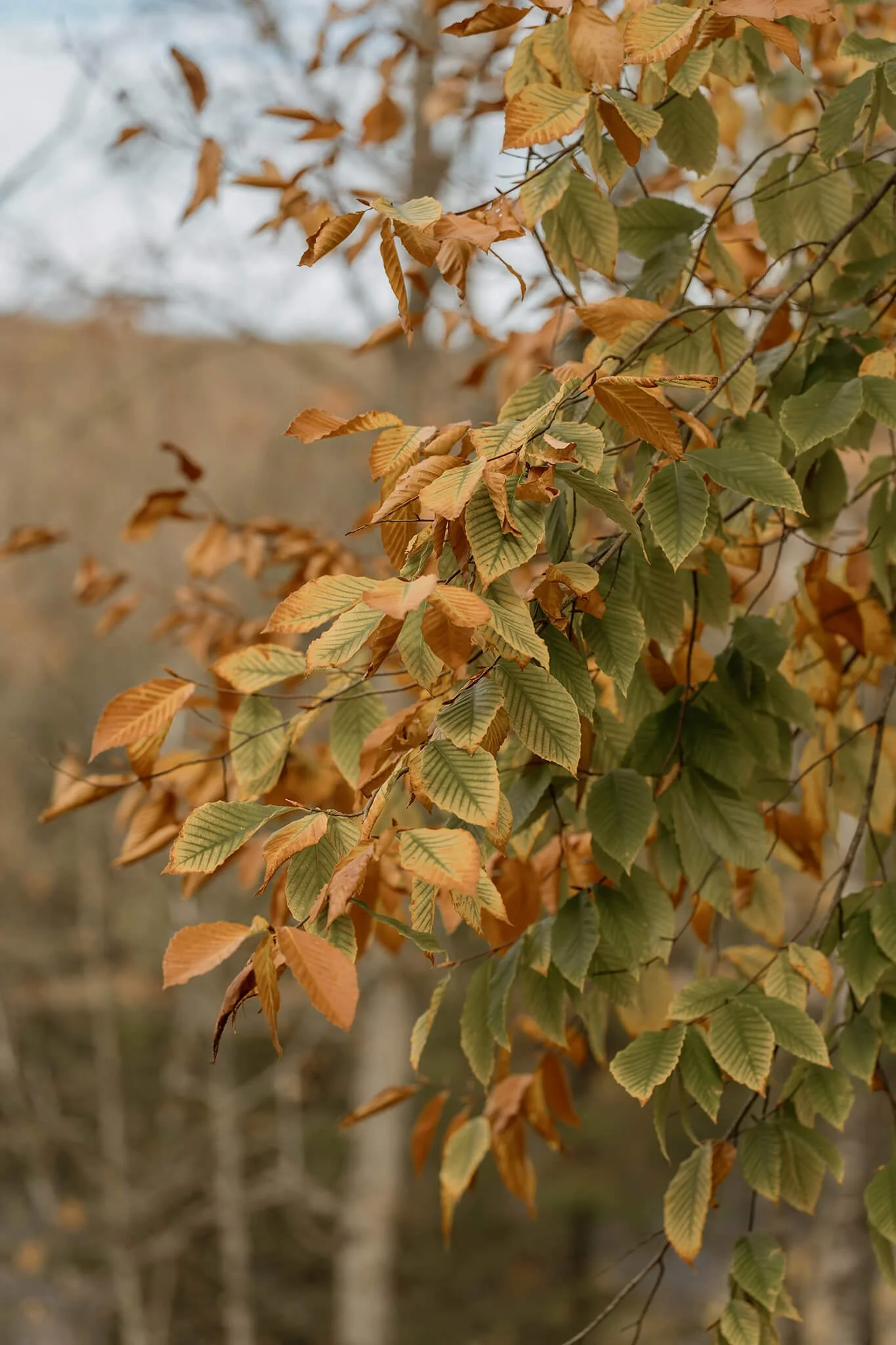 Kawartha-Lakes-Airbnb-Photography (11).jpg