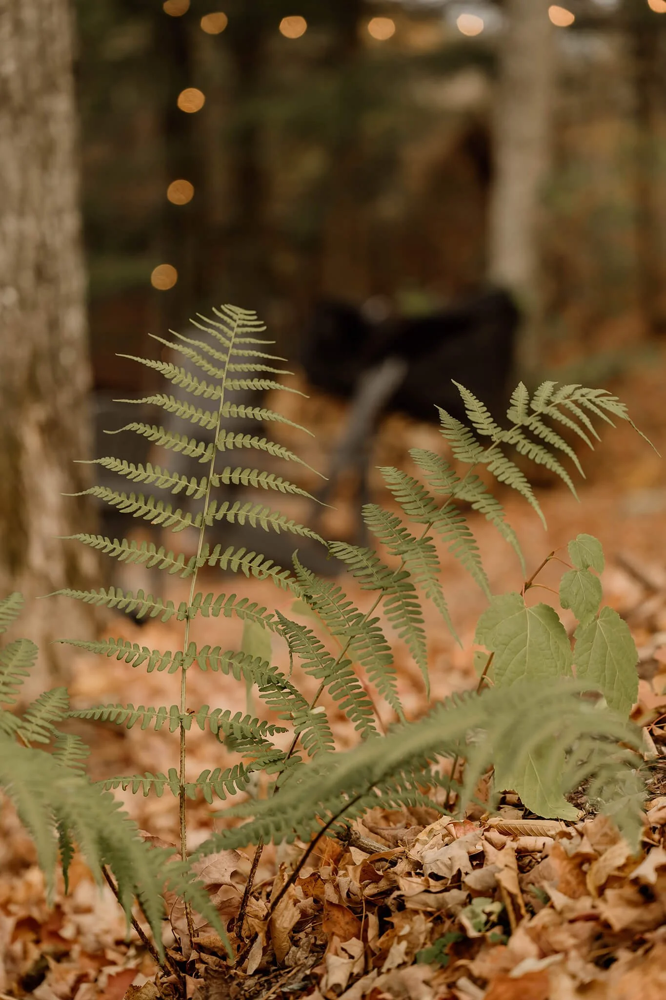 Kawartha-Lakes-Airbnb-Photography (32).jpg