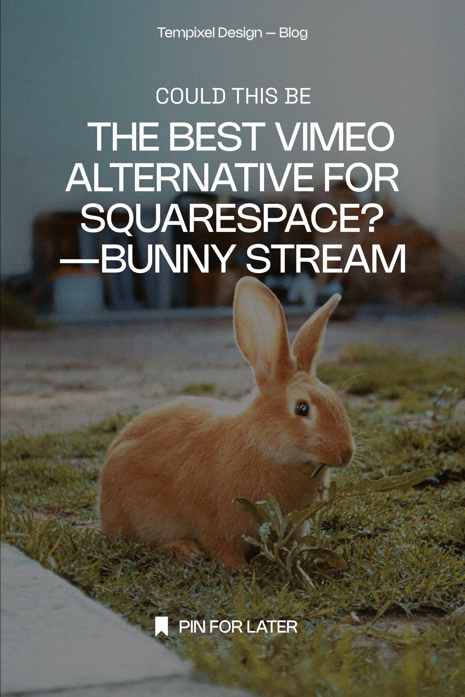 A rabbit in a backyard with the blog title