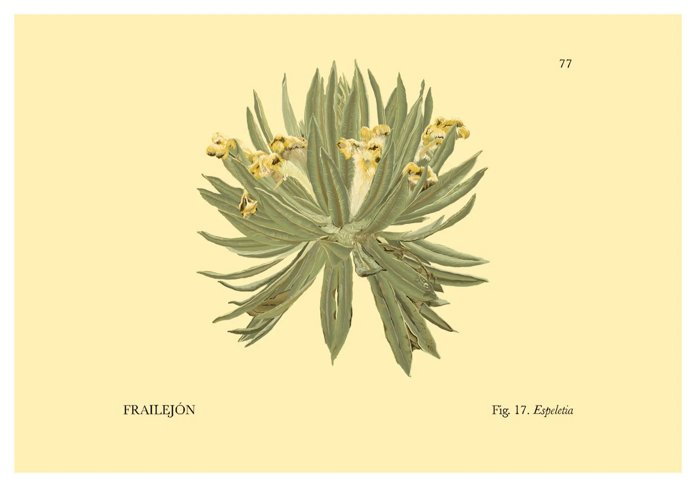 Frailejón