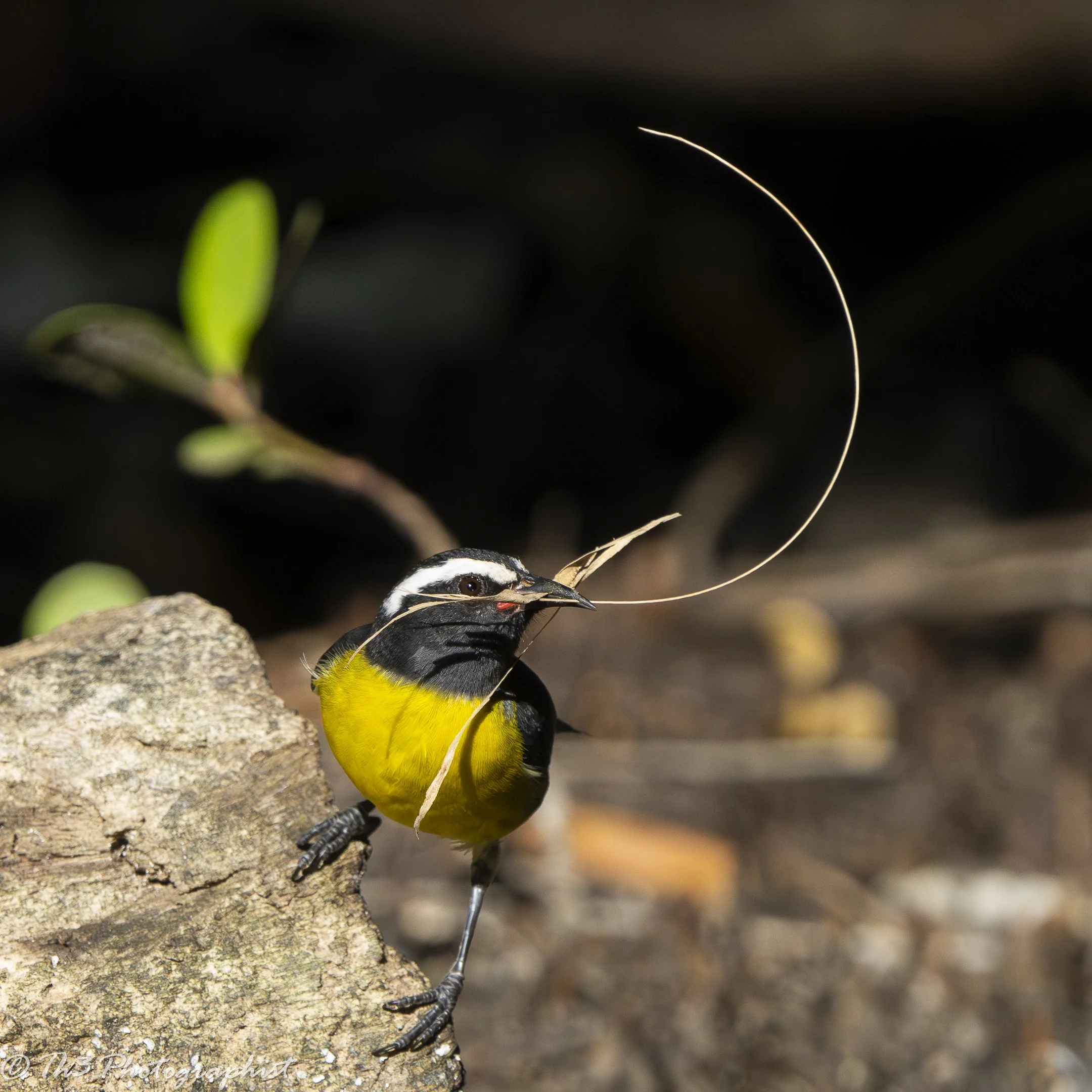 Building a Home (Bananaquit)
