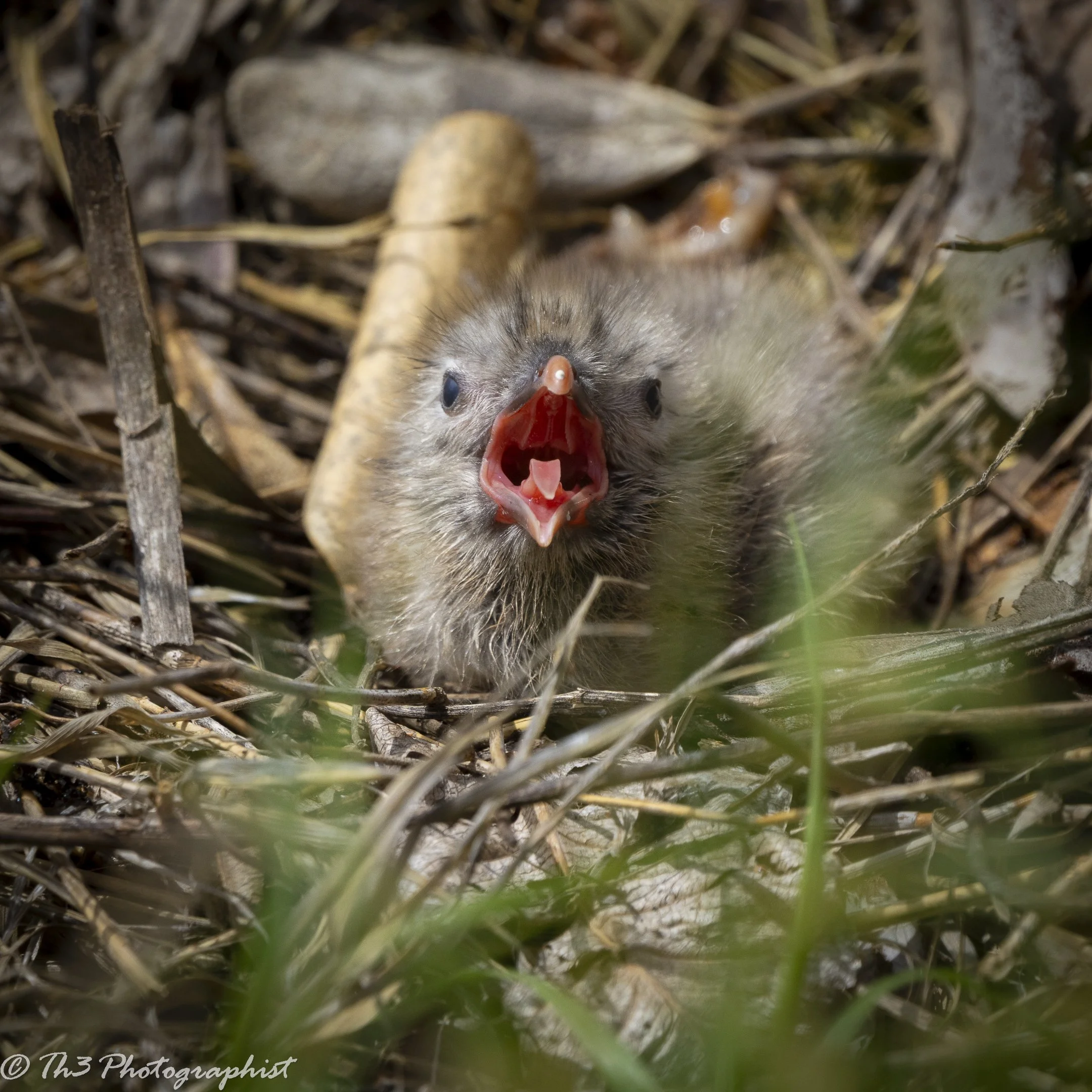 A Peek Inside the Cradle (Laughing Gull Chick)