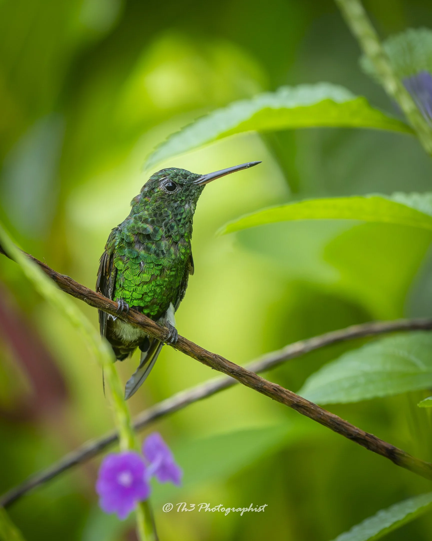 Copper-rumped Hummingbird