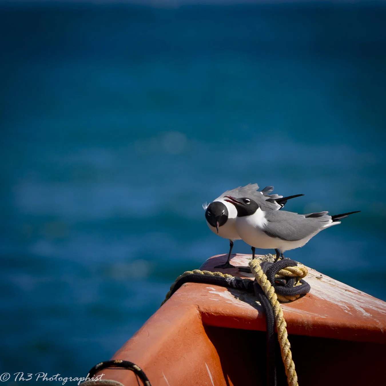 The Sweet Talker (Laughing Gull)