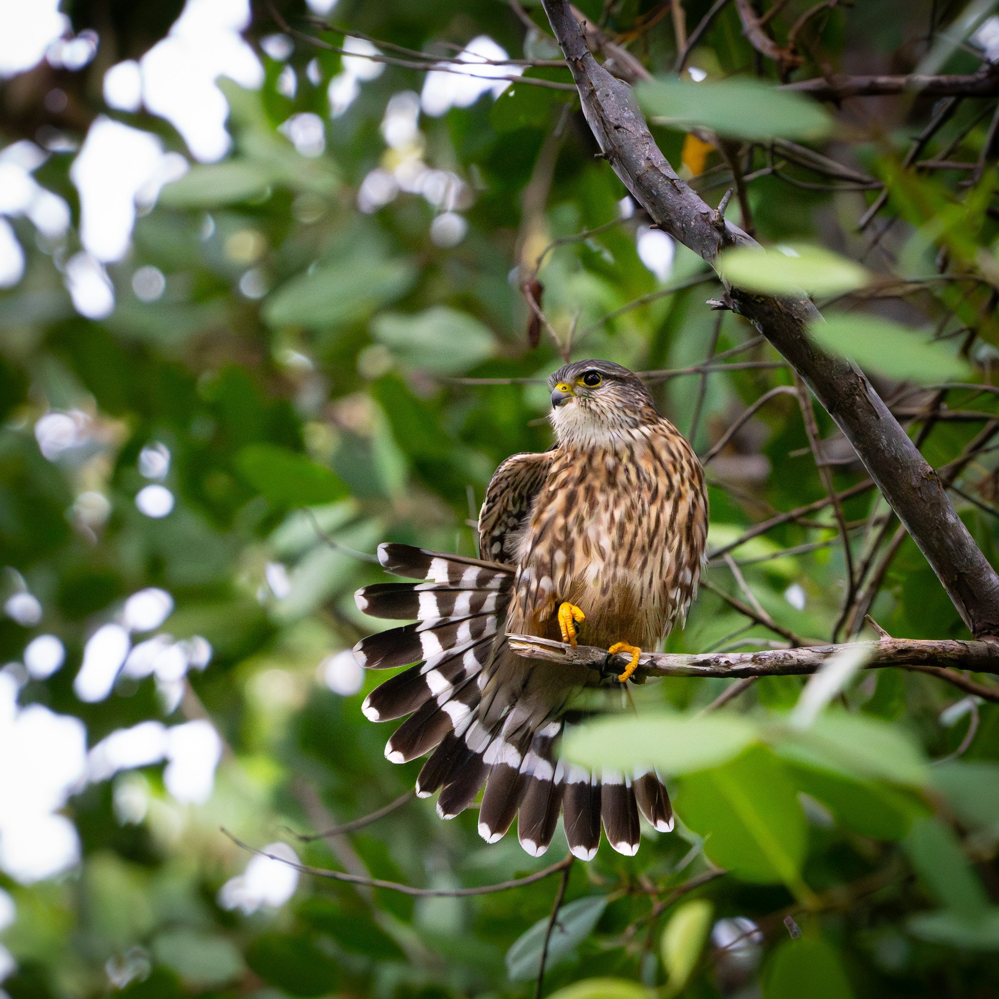 A bird with brown and white striped feathers perched on a branch amidst dense green foliage.