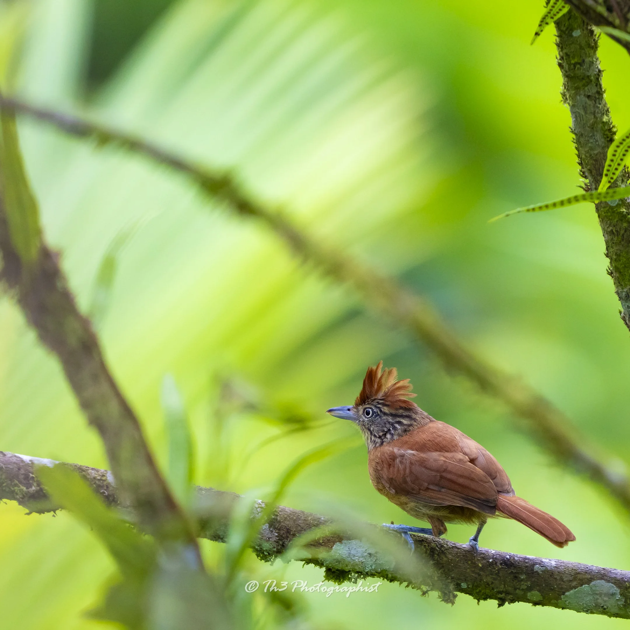 Barred Antshrike