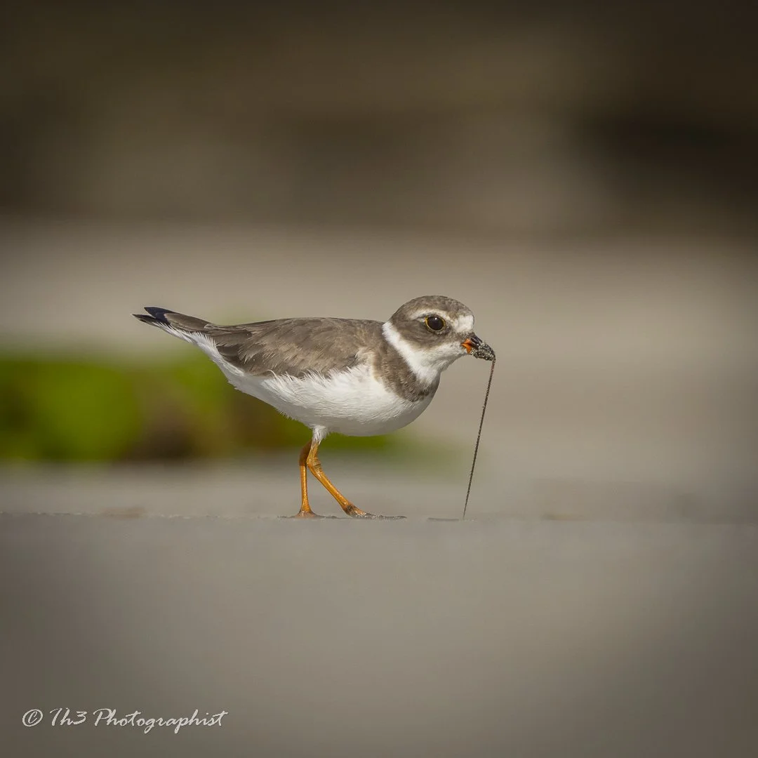 The Early Worm (Semi-palmated Plover)