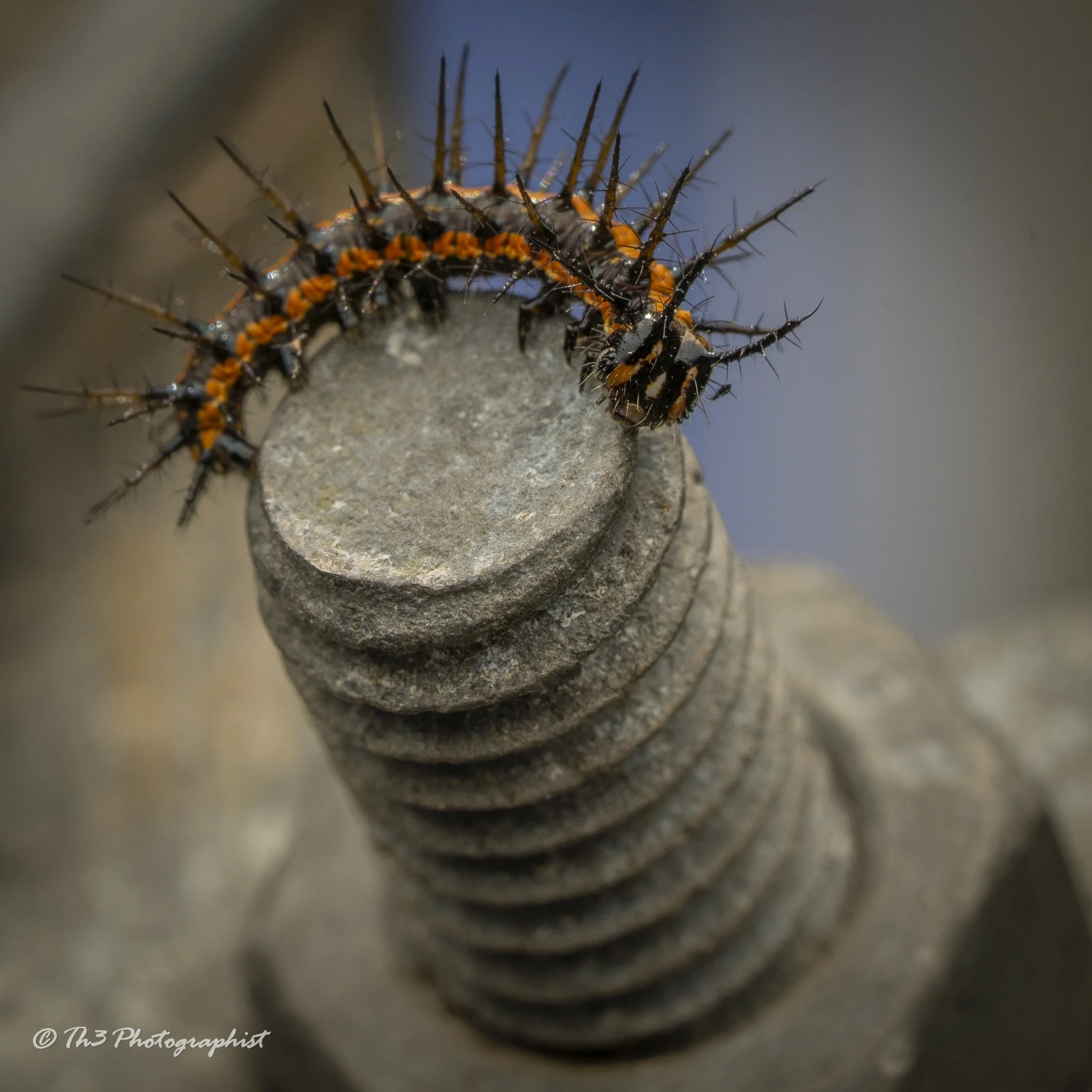 Gulf Fritillary Caterpillar