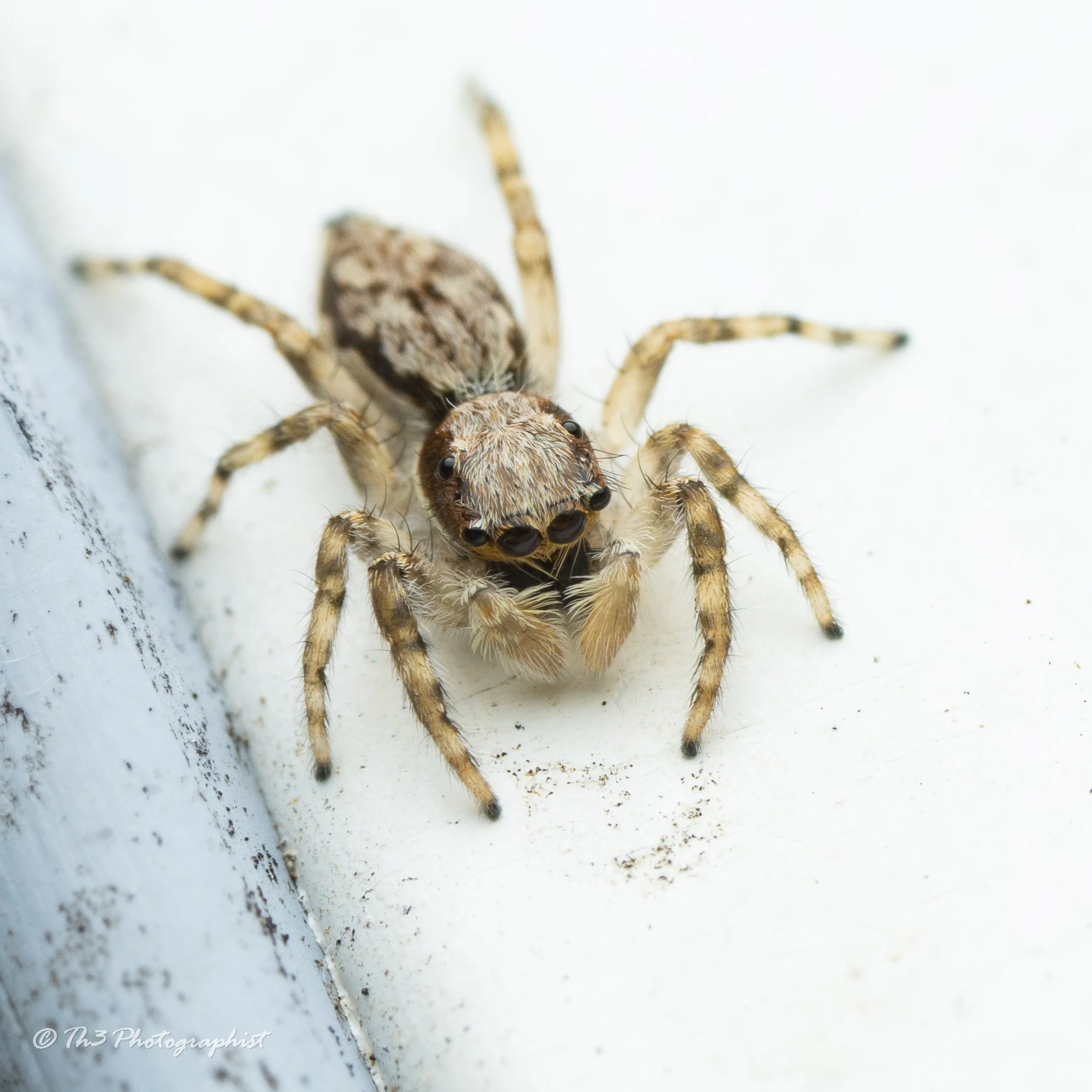Grey Wall Jumping Spider 