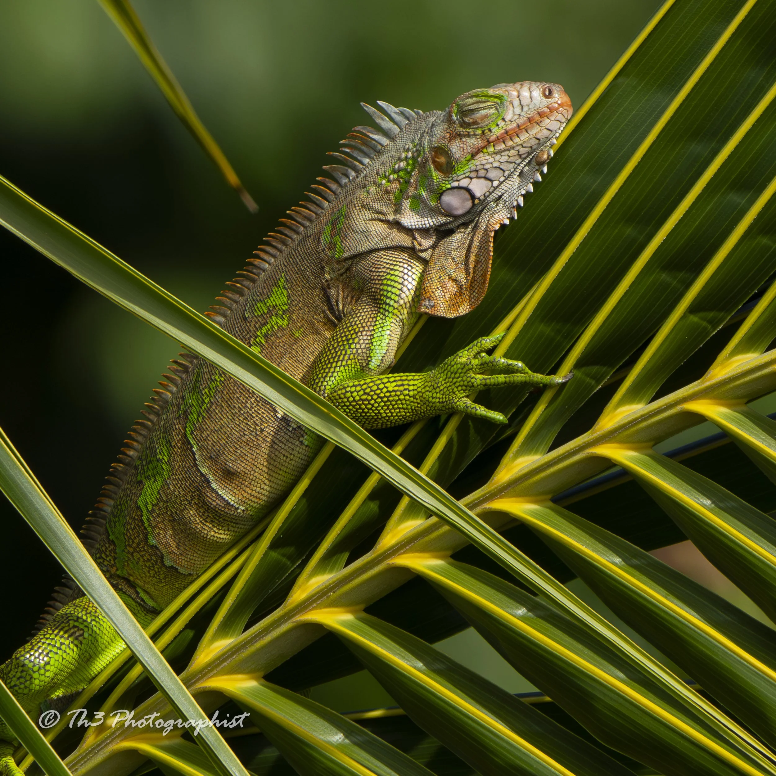 Siesta (Green Iguana) 