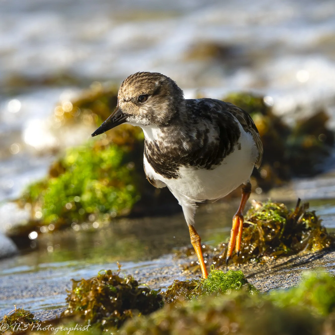 Ruddy Turnstone