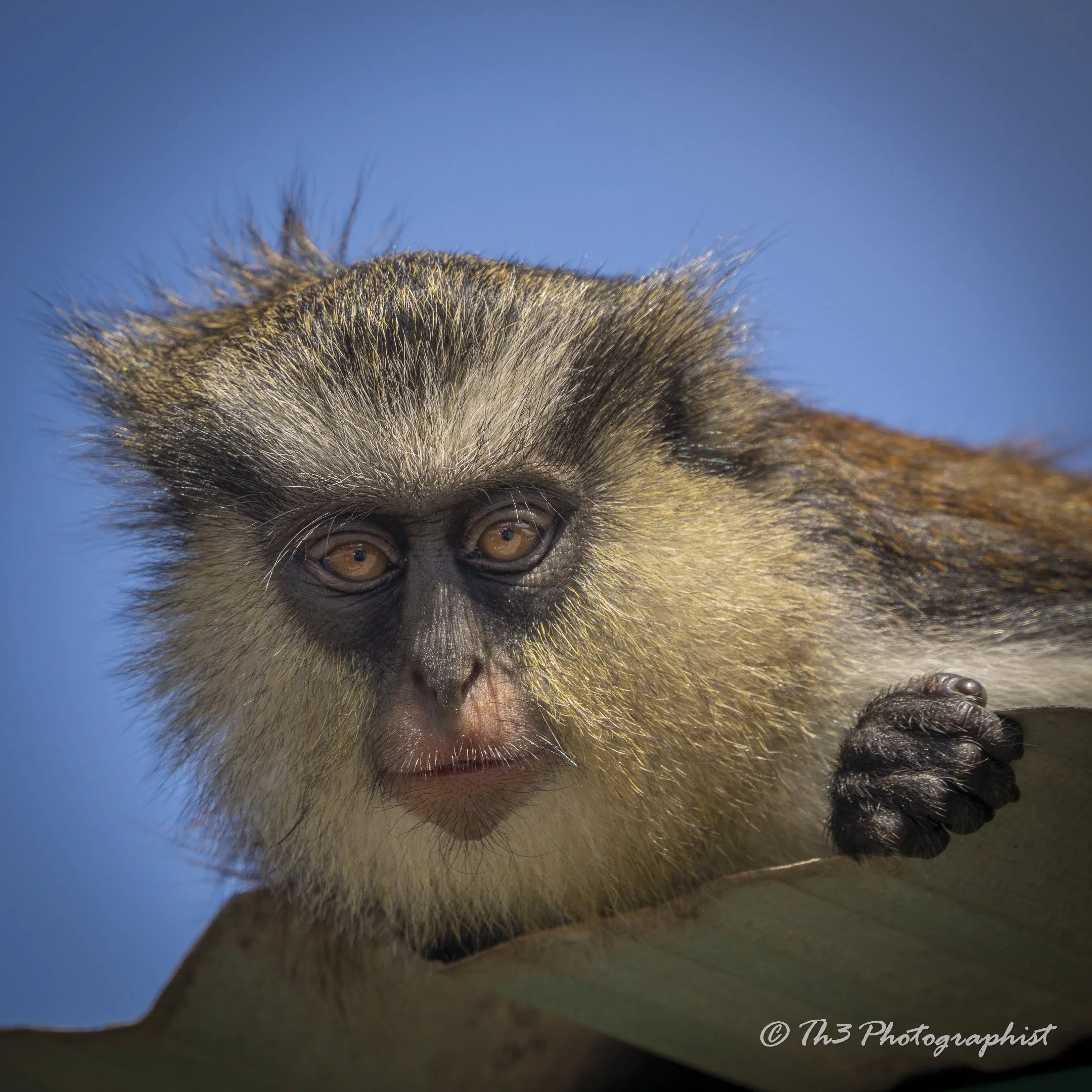Mona Monkey