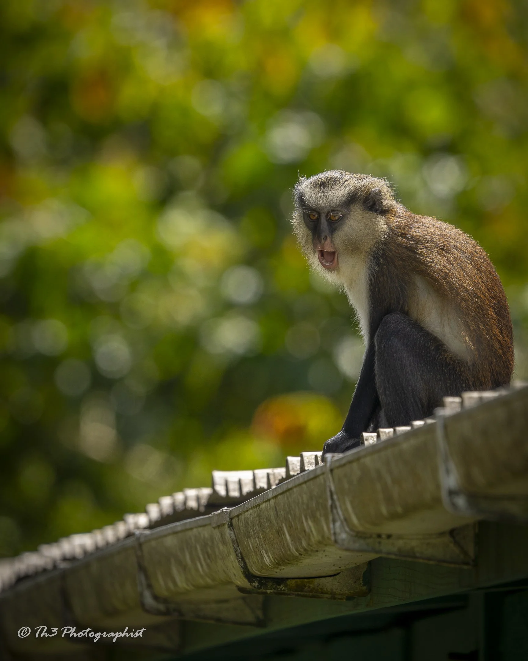 Mona Monkey