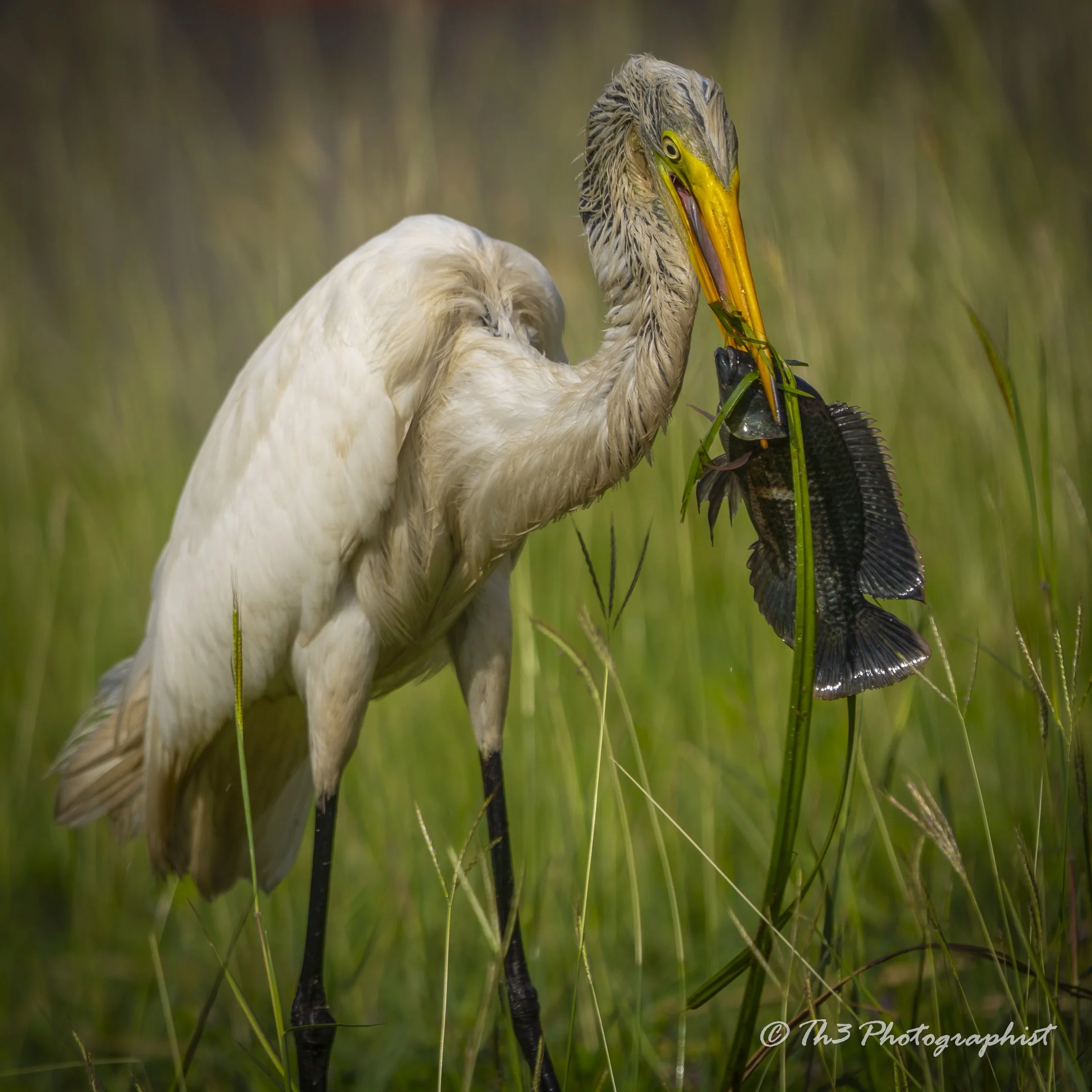 Aquatic Dread (Great Egret)