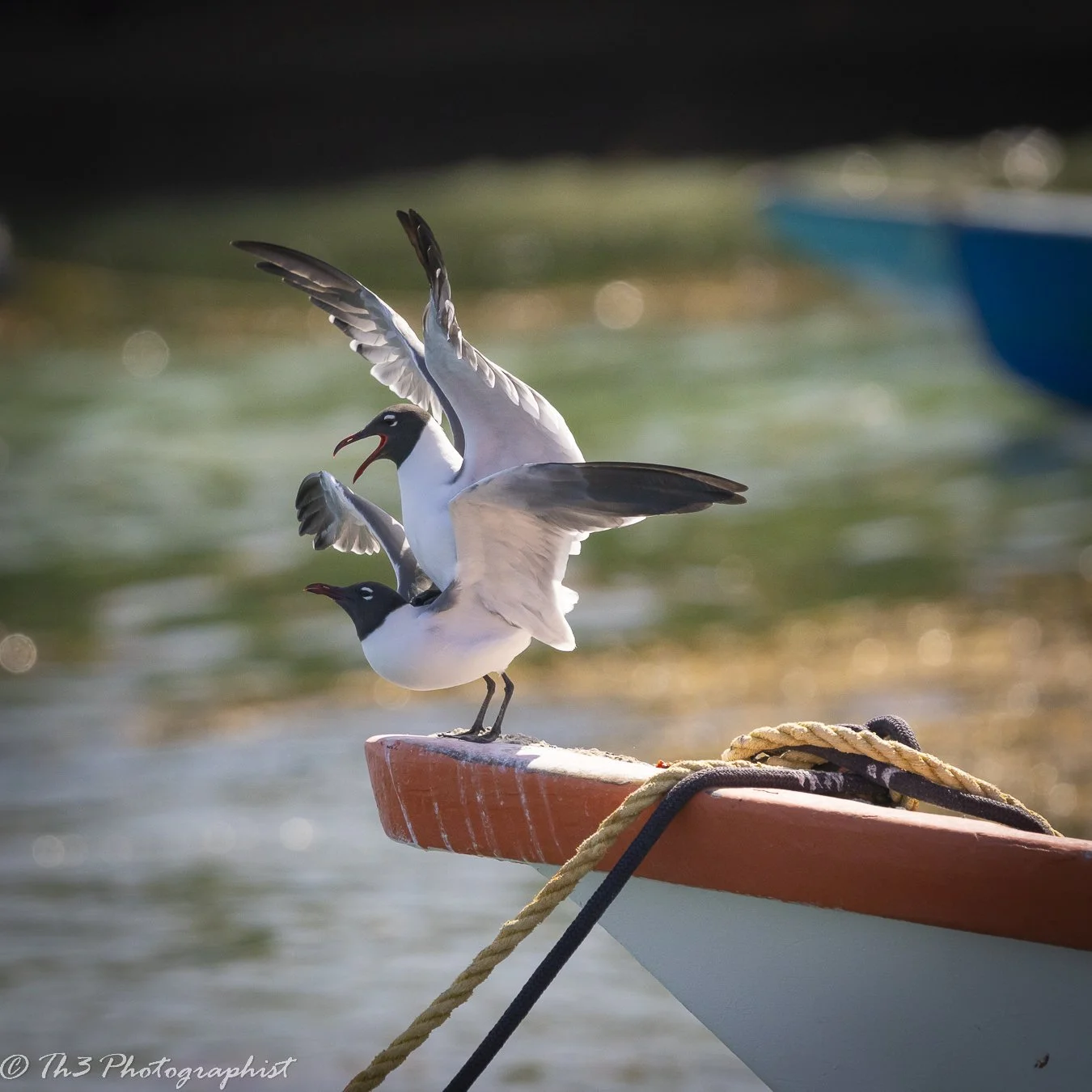 In the Heat of Passion (Laughing Gull)