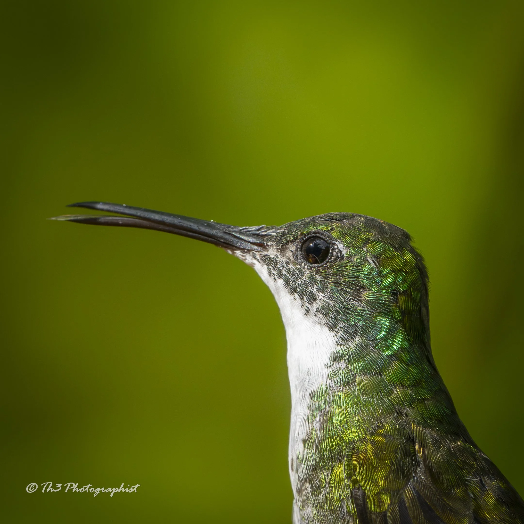 White-chested Emerald