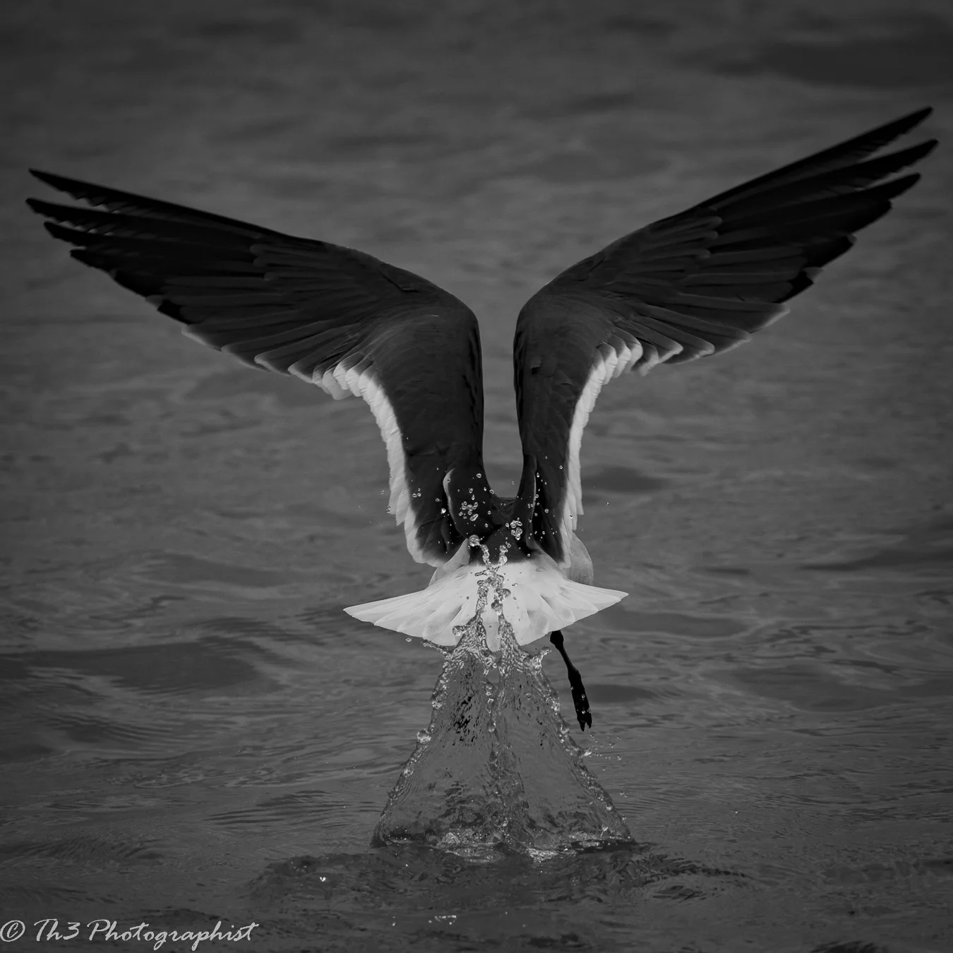 The Beauty Behind... (Laughing Gull)