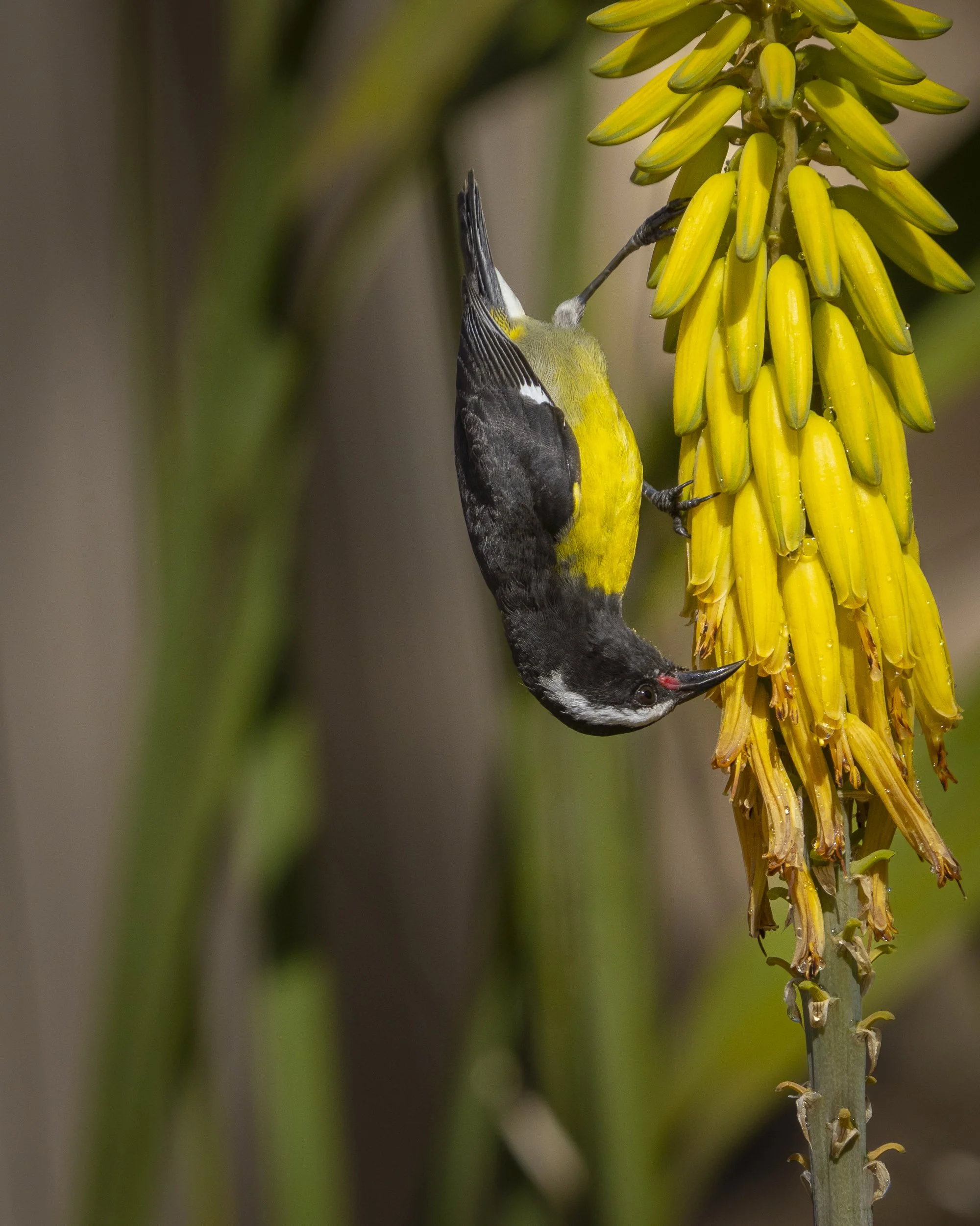 Avian Acrobatics 2 (Bananaquit)