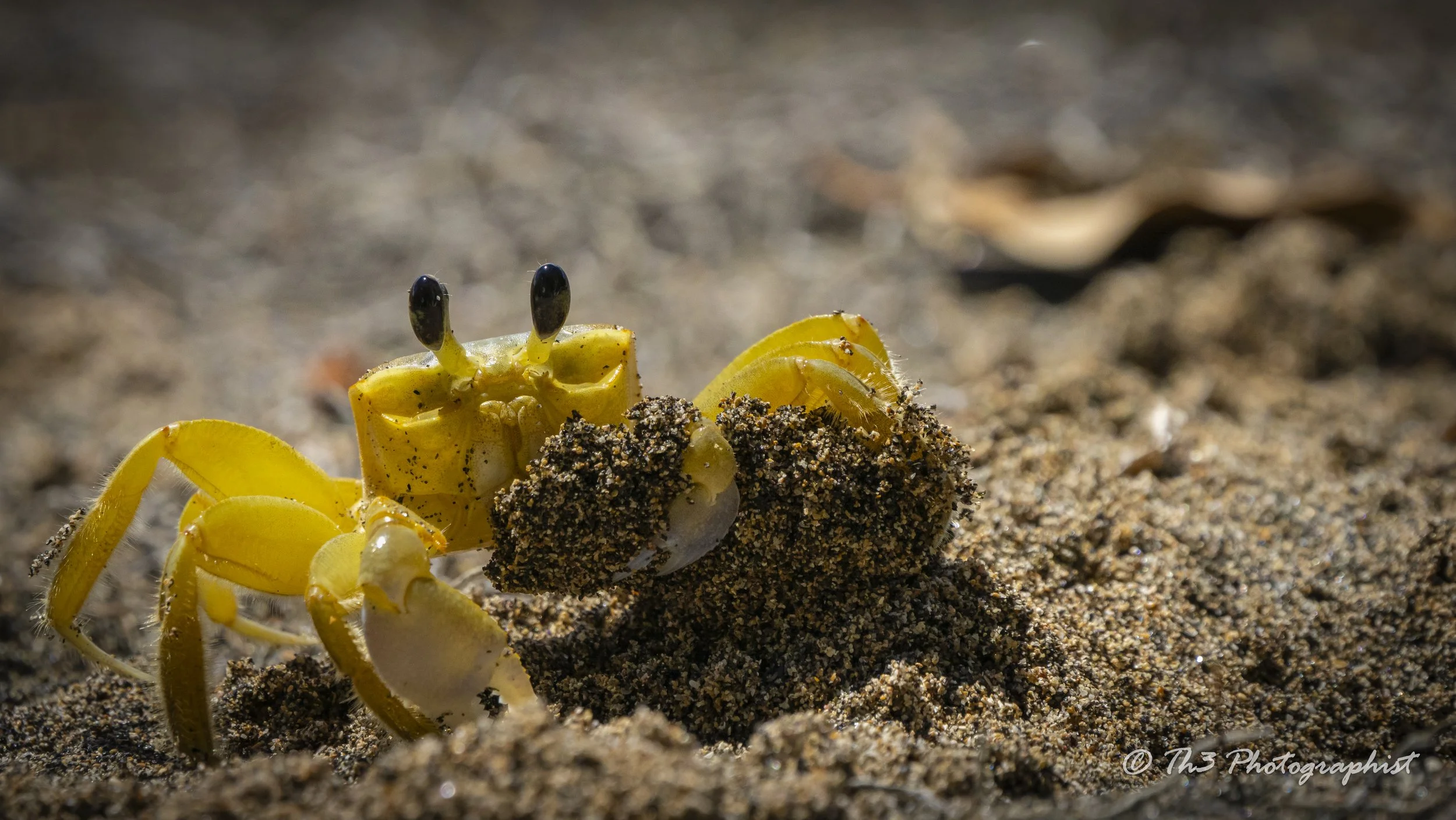 Crab Construction (Atlantic Ghost Crab)