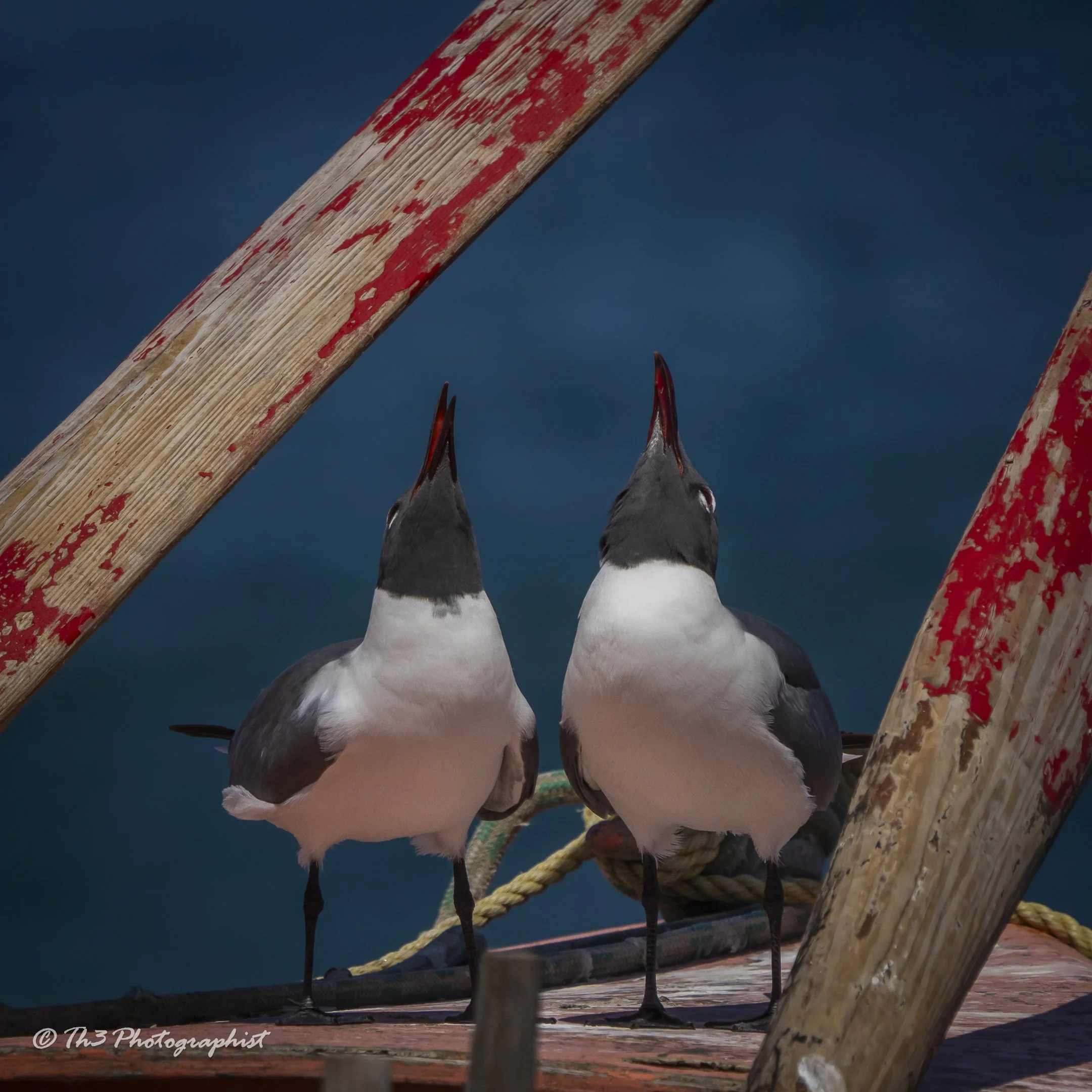Synchronicity (Laughing Gull)