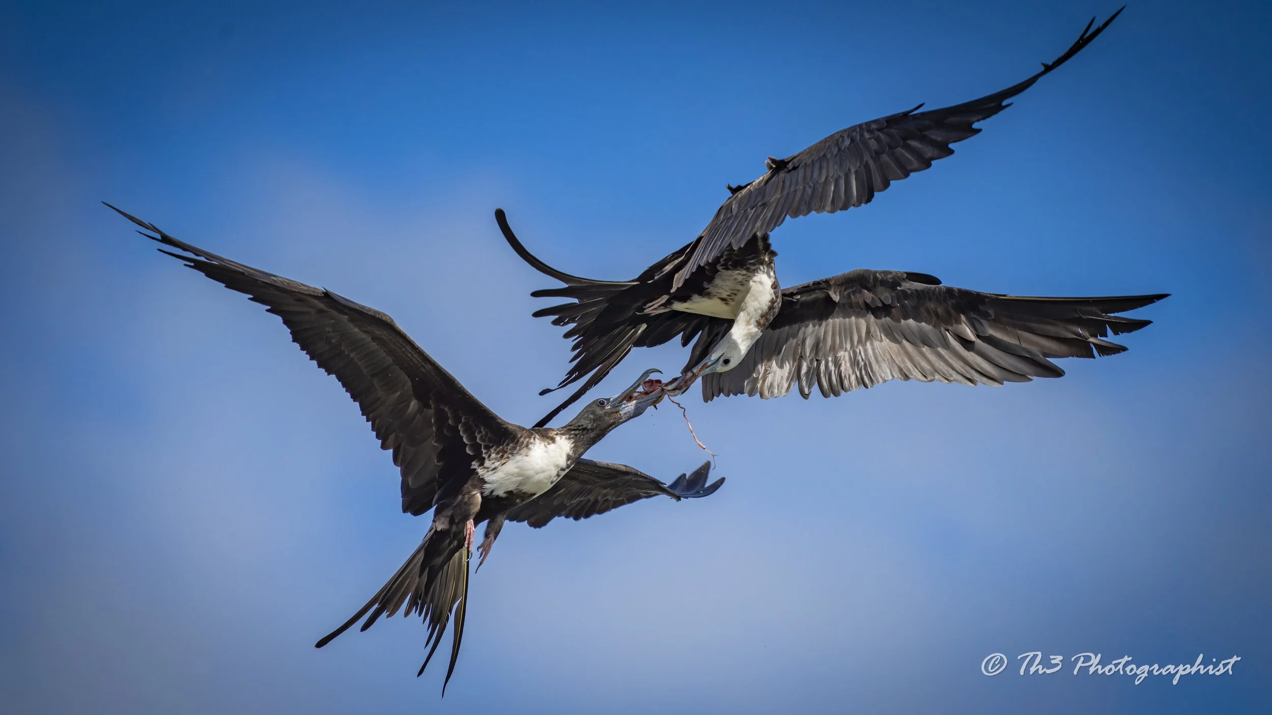 No Honor Among Thieves ( Magnificent Frigatebird)