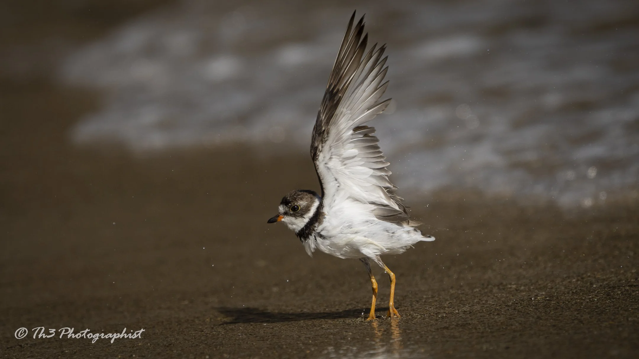 Semi-palmated Plover 