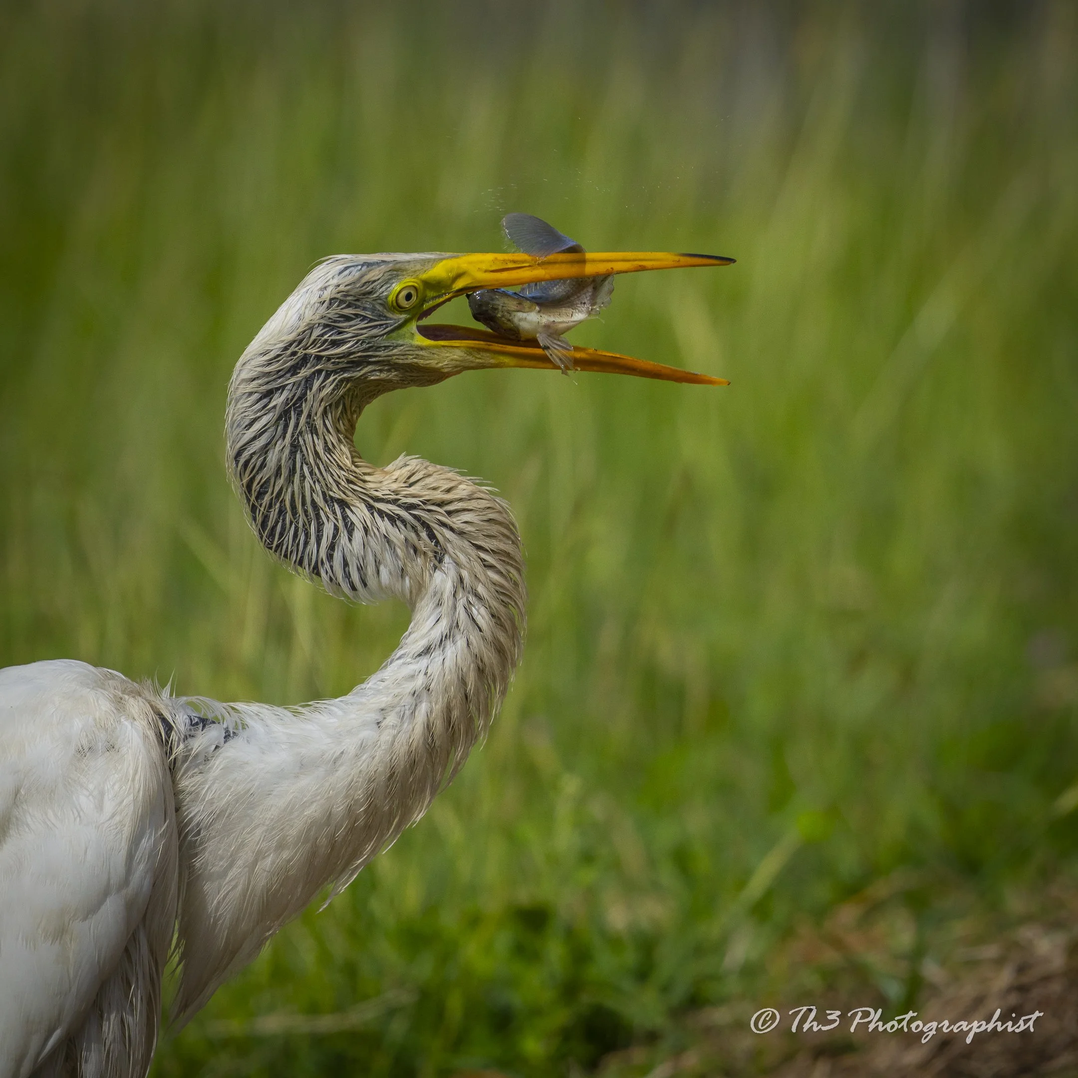 Fish Flip 3 (Great Egret)
