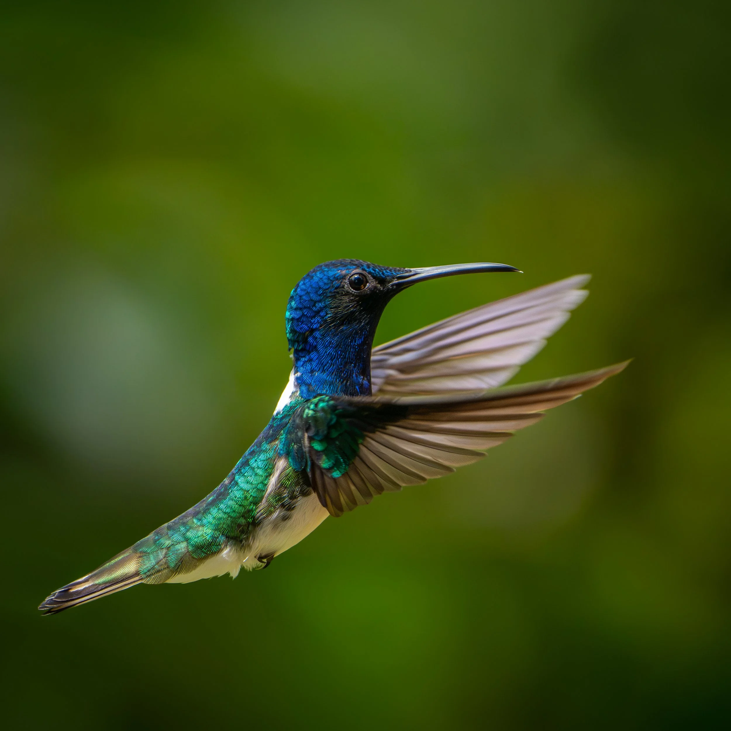 Close-up of a vibrant, blue and green hummingbird with spreading wings against a blurred green background.