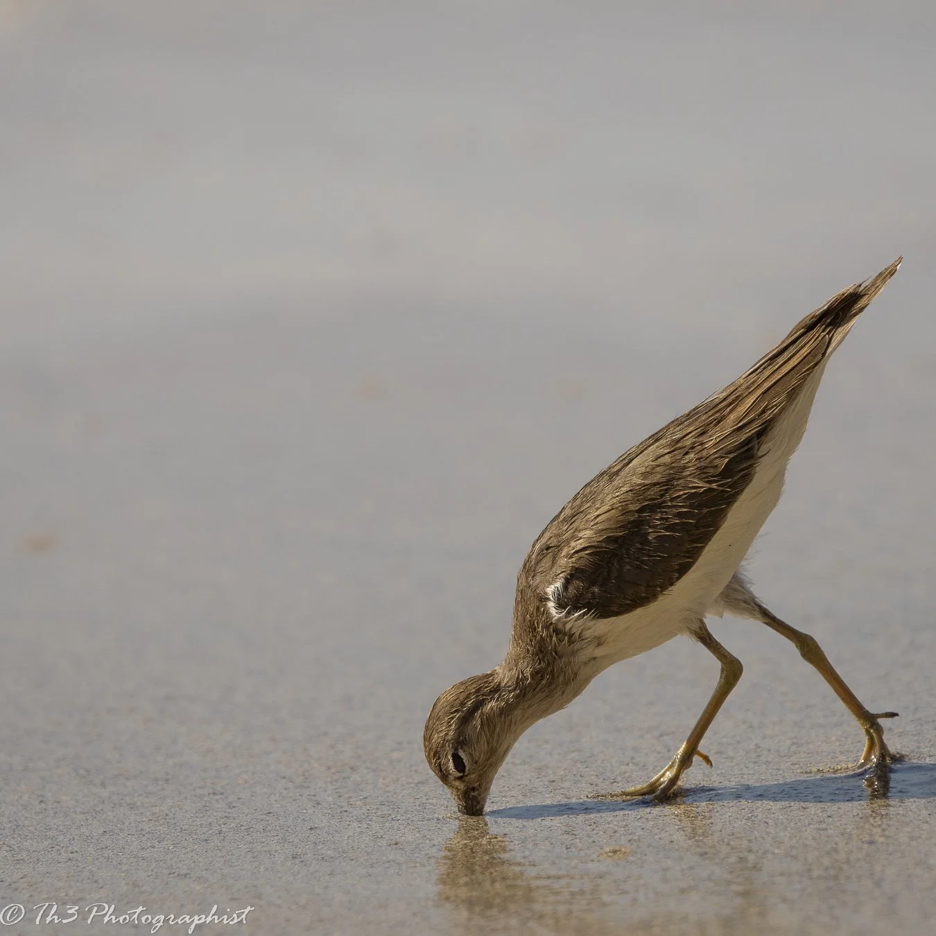 Surgical Precision (Spotted Sandpiper)