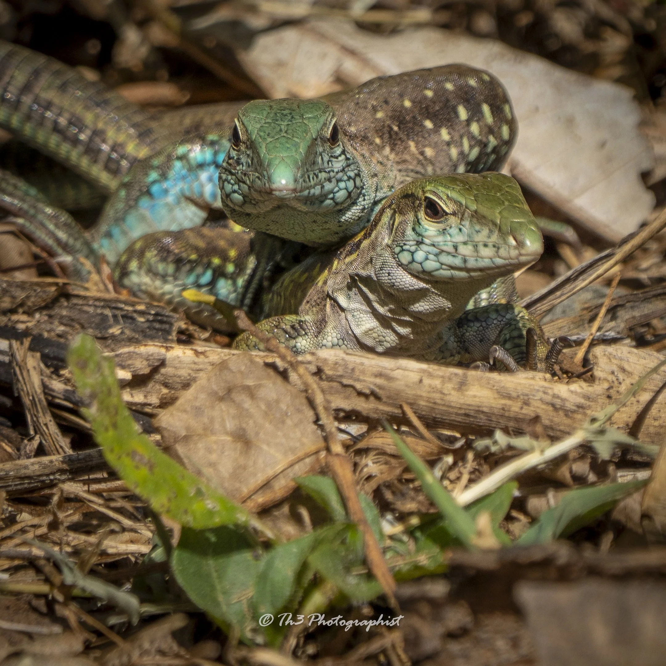 Lizard Lovin (Grenadine Amoieva)
