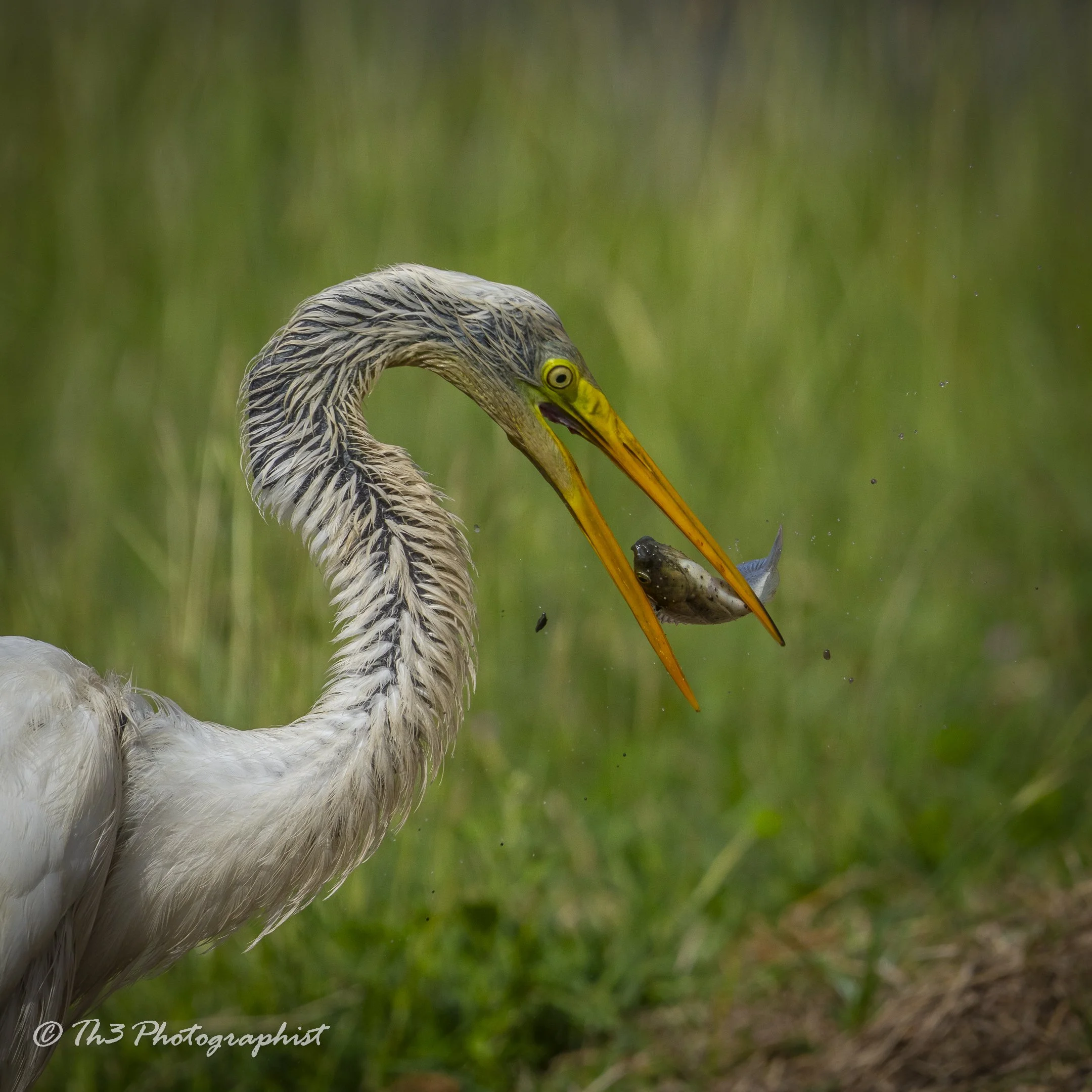 Fish Flip 2 (Great Egret)