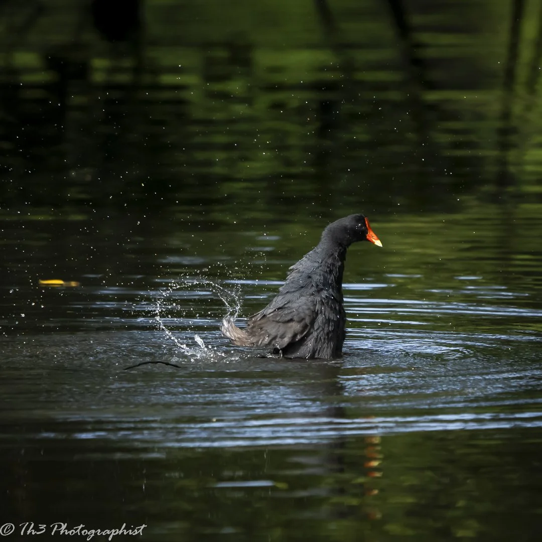 Bath Time (Common Gallinule)