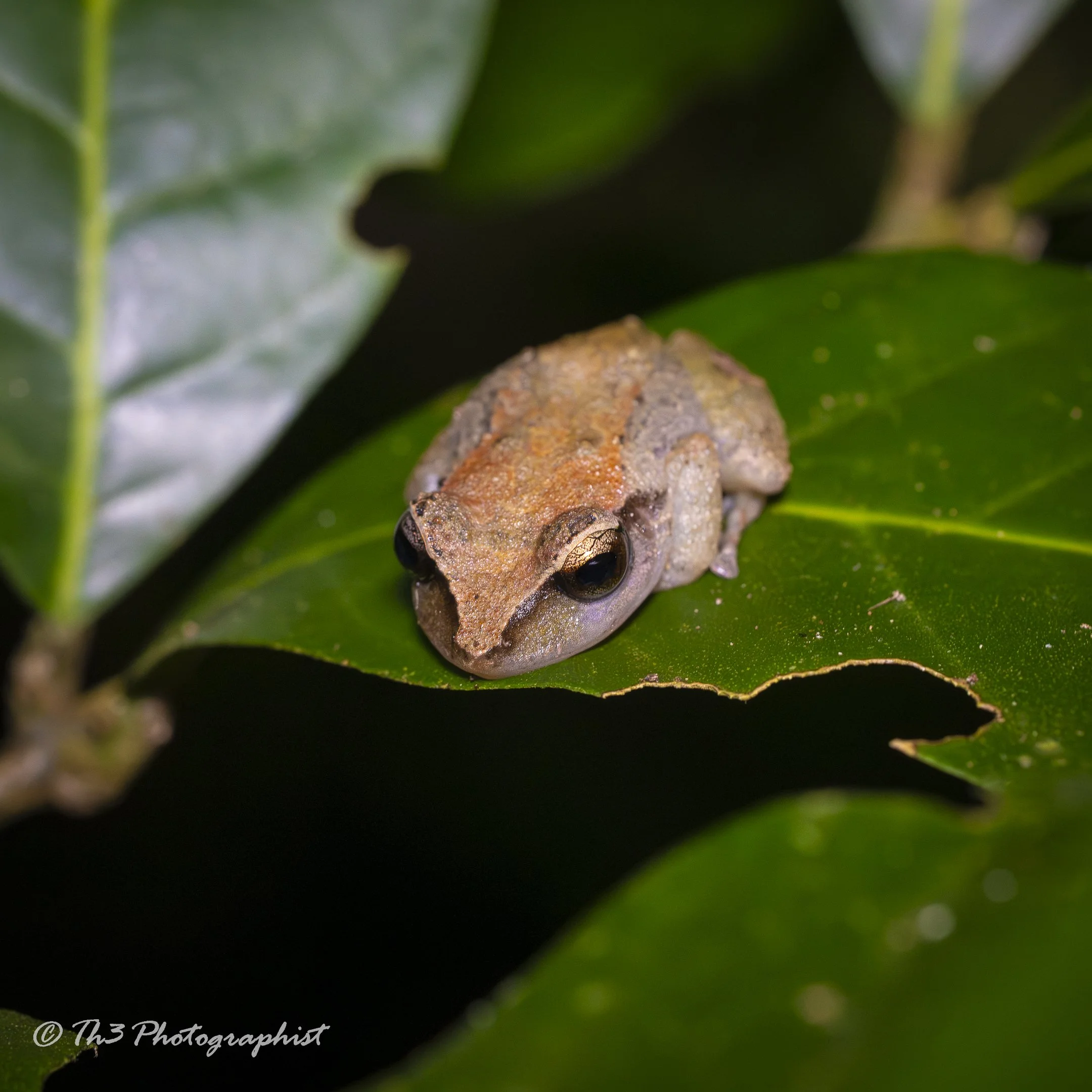Grenada Piping Frog (The Mountain Piper)