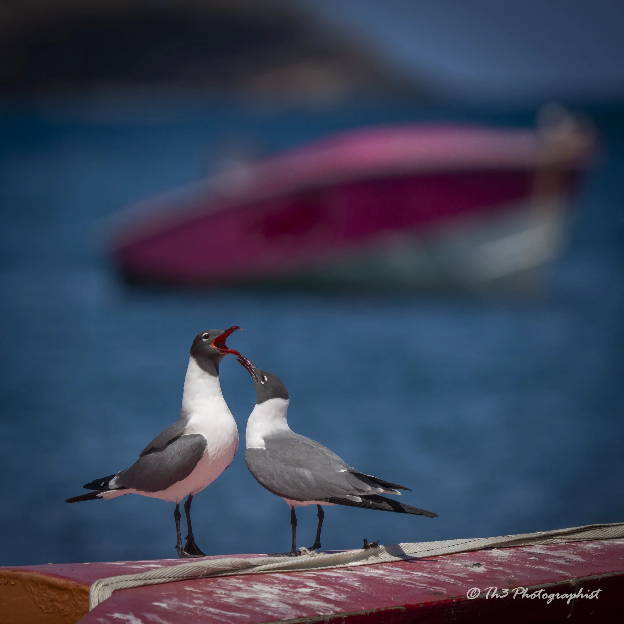 Laughing Gull