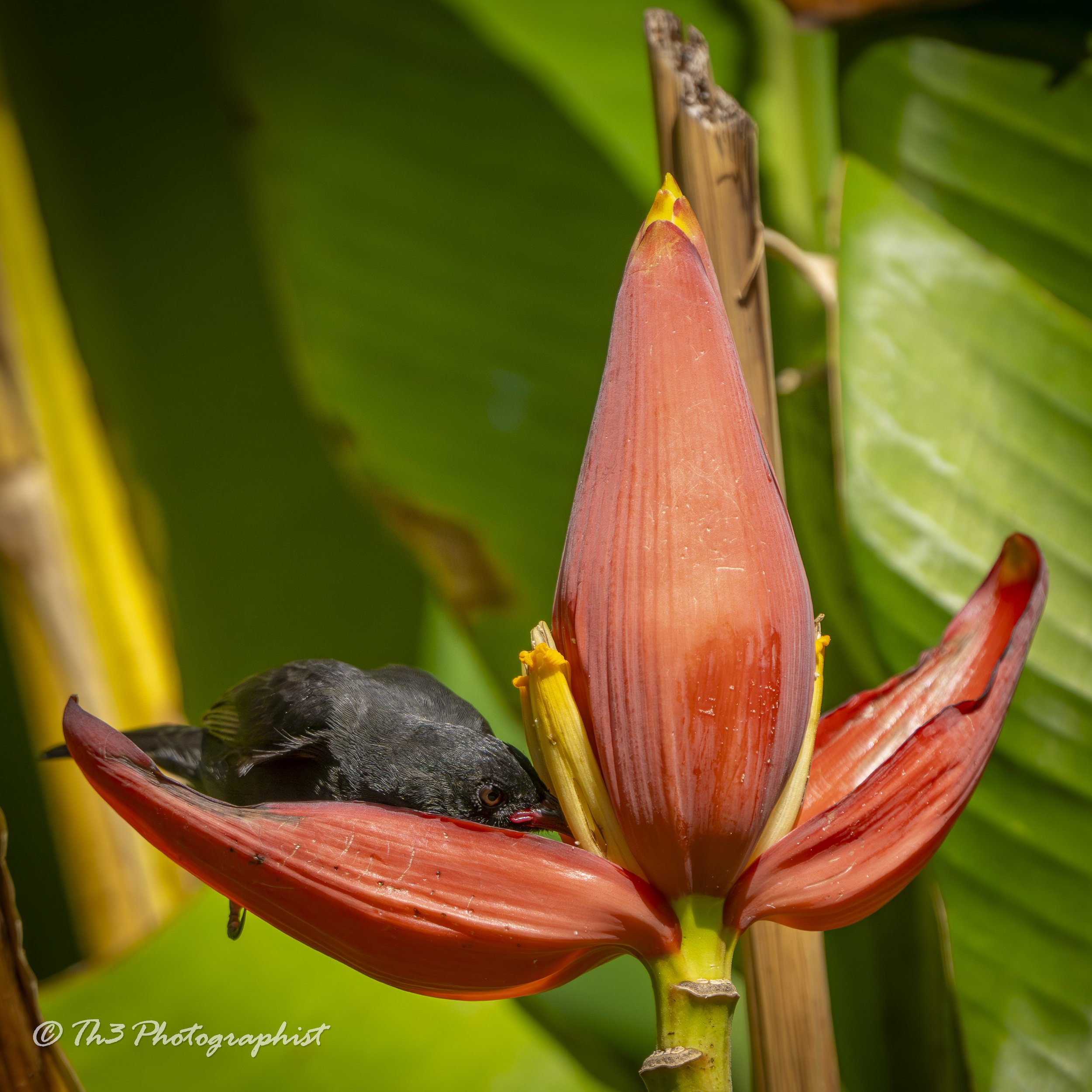 The Nectar Thief (Bananaquit)