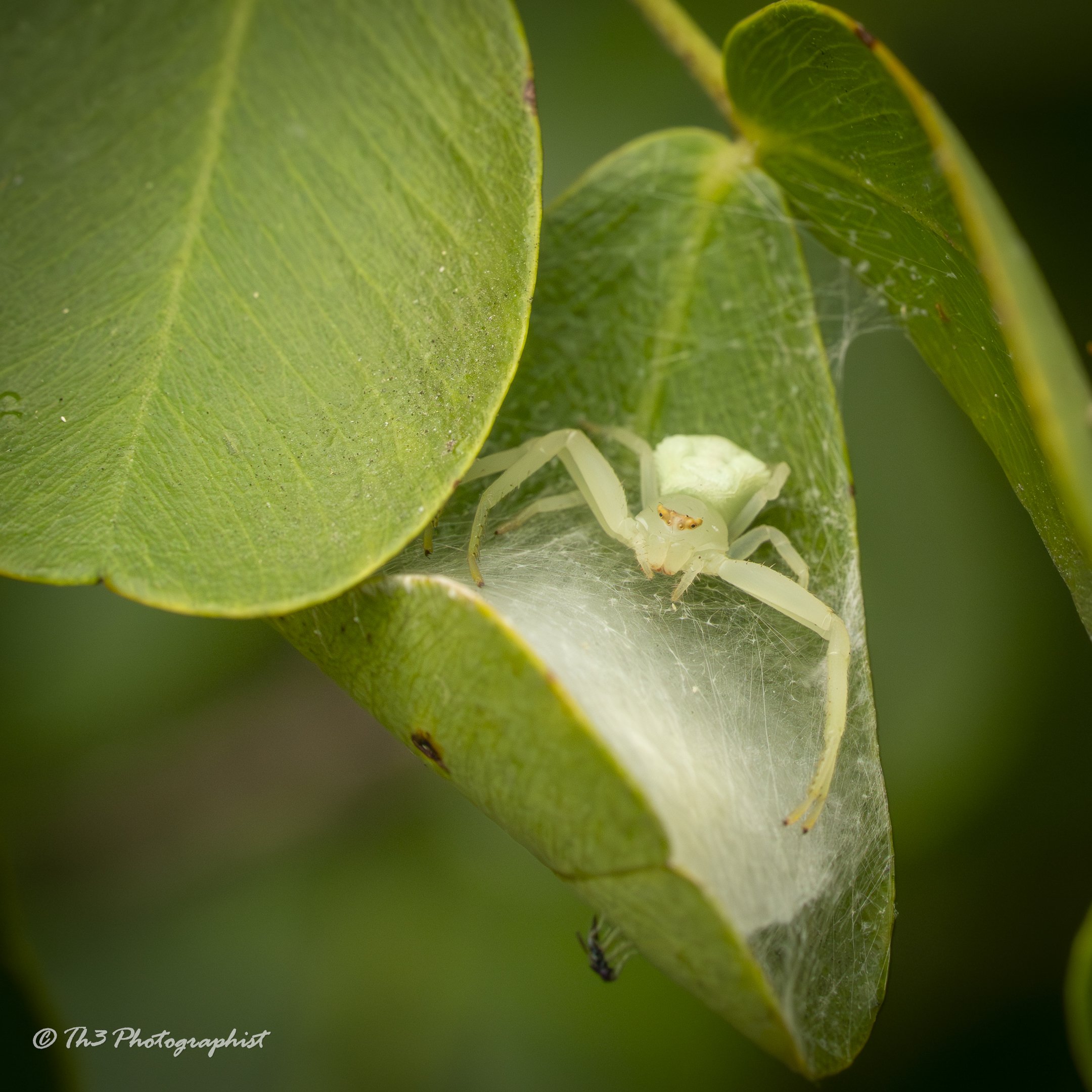 Female Crab Spider