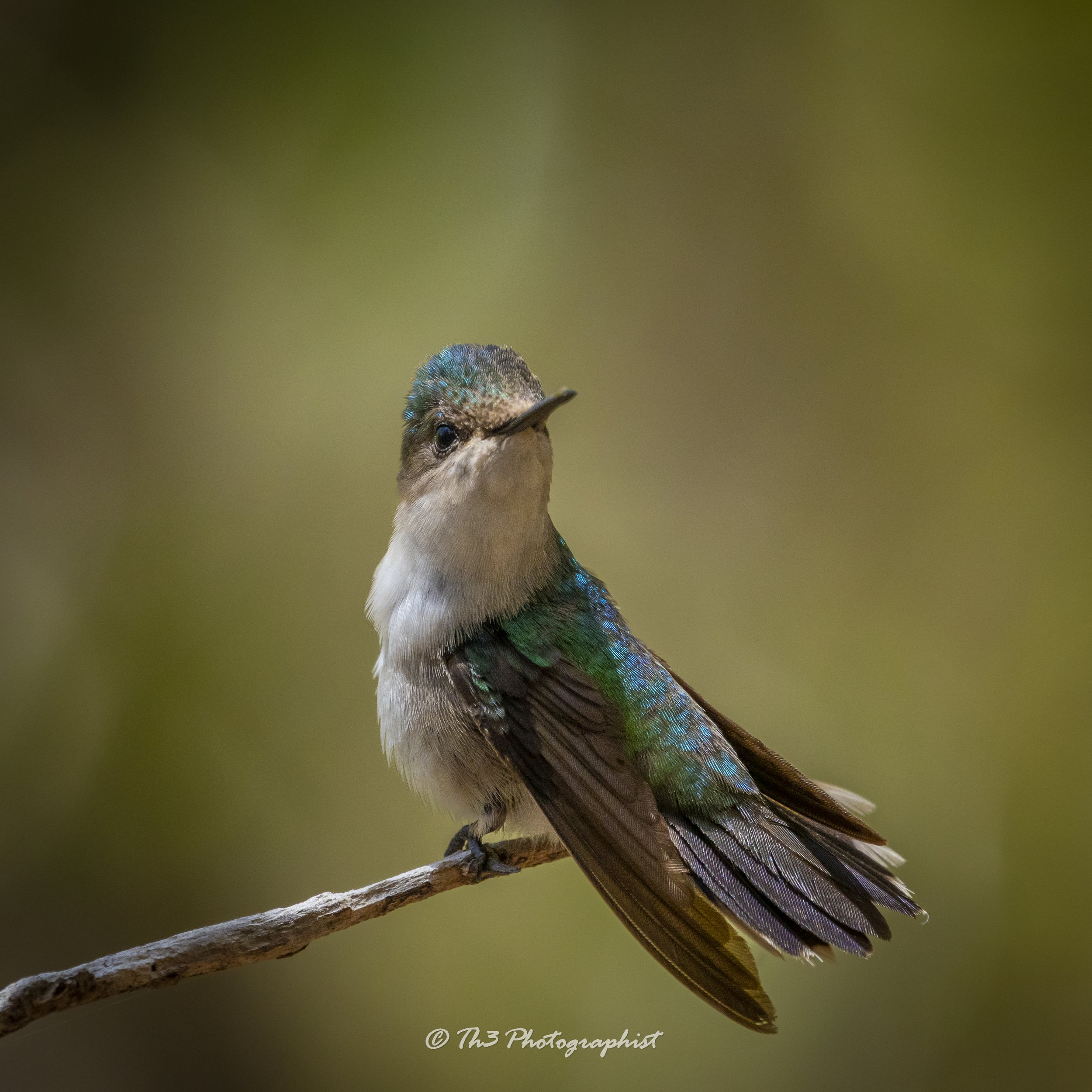 Queen of the Campeche (Antillean Crested Hummingbird) 