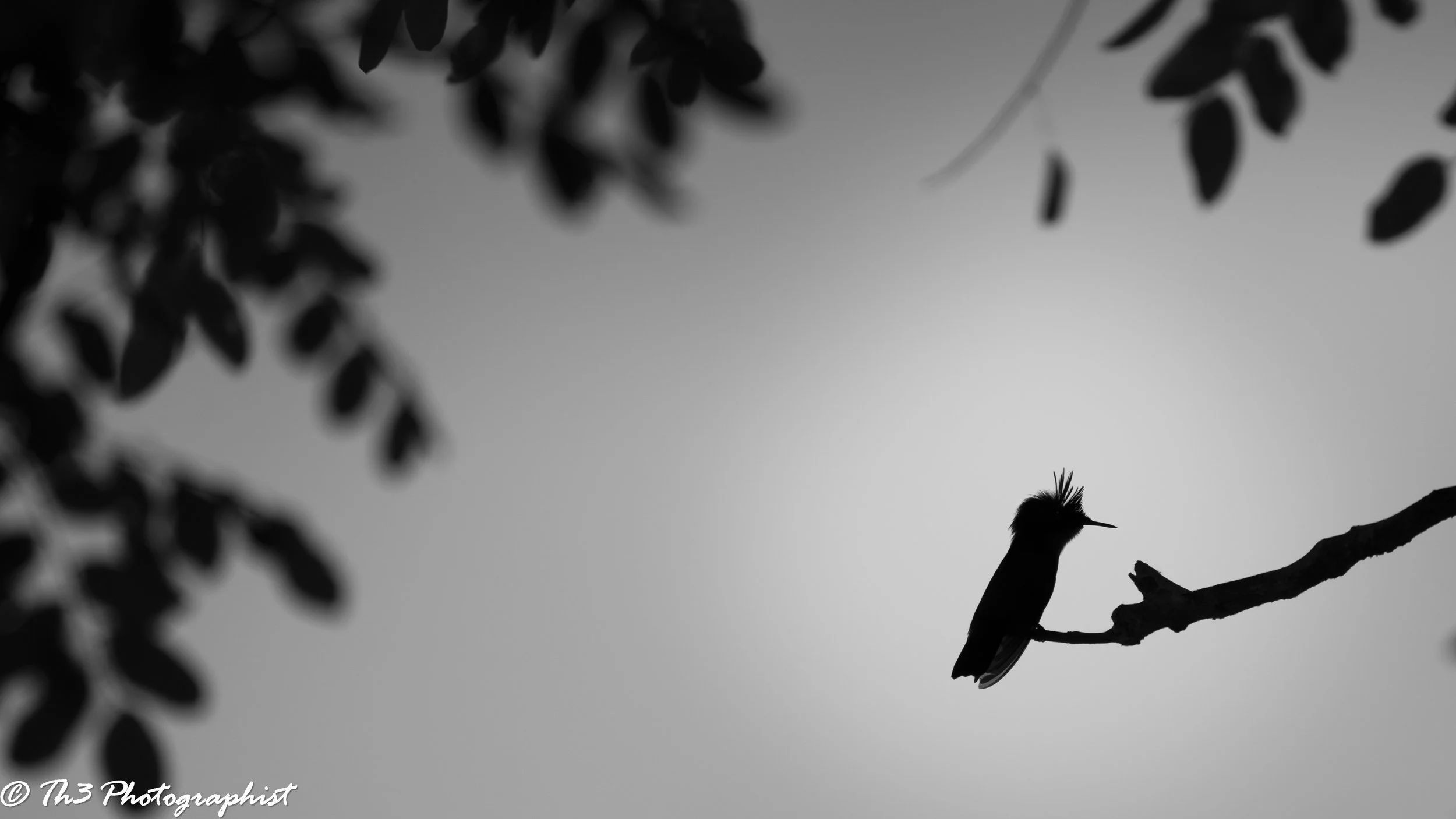 Antillean Crested Hummingbird