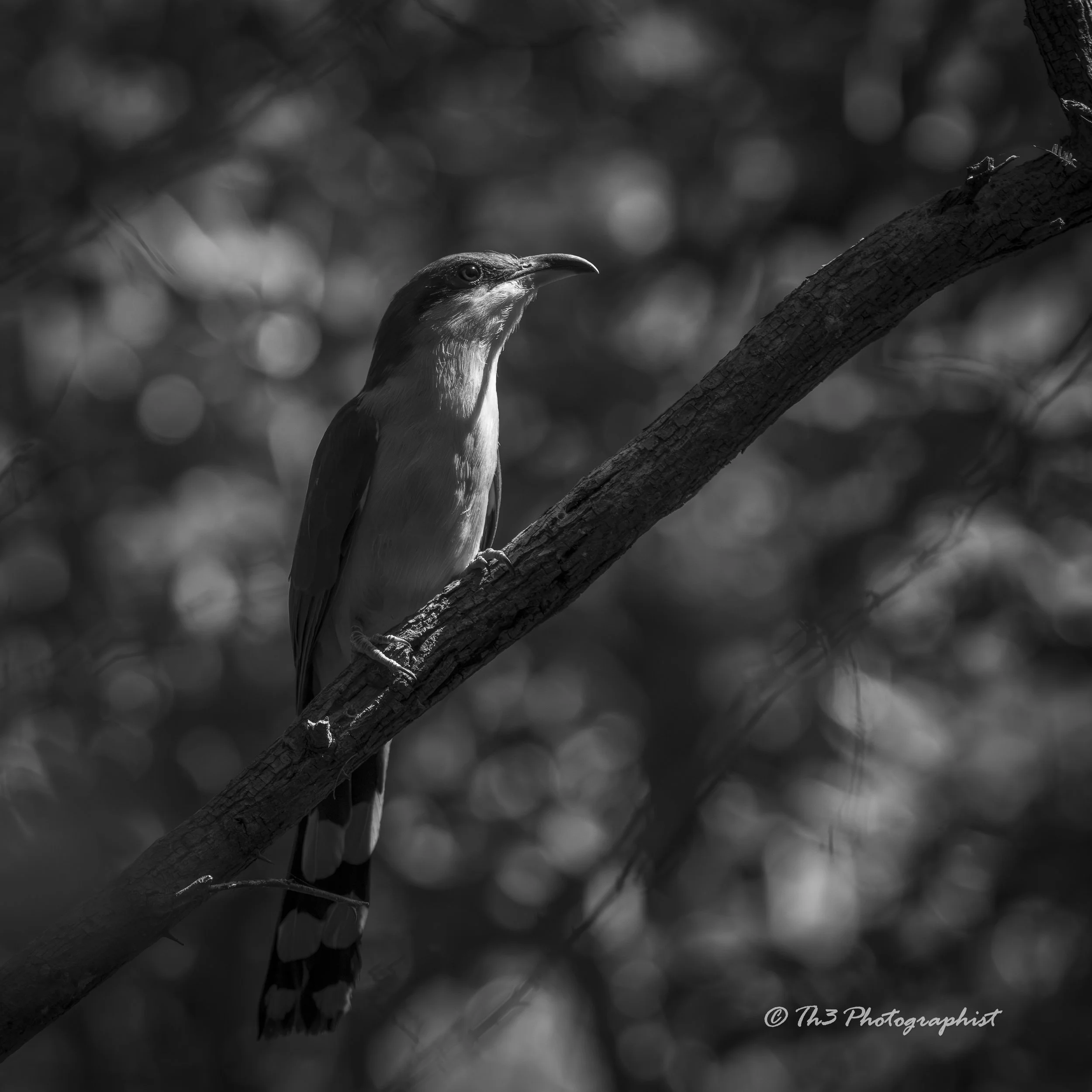 Morning Grace (Mangrove Cuckoo)