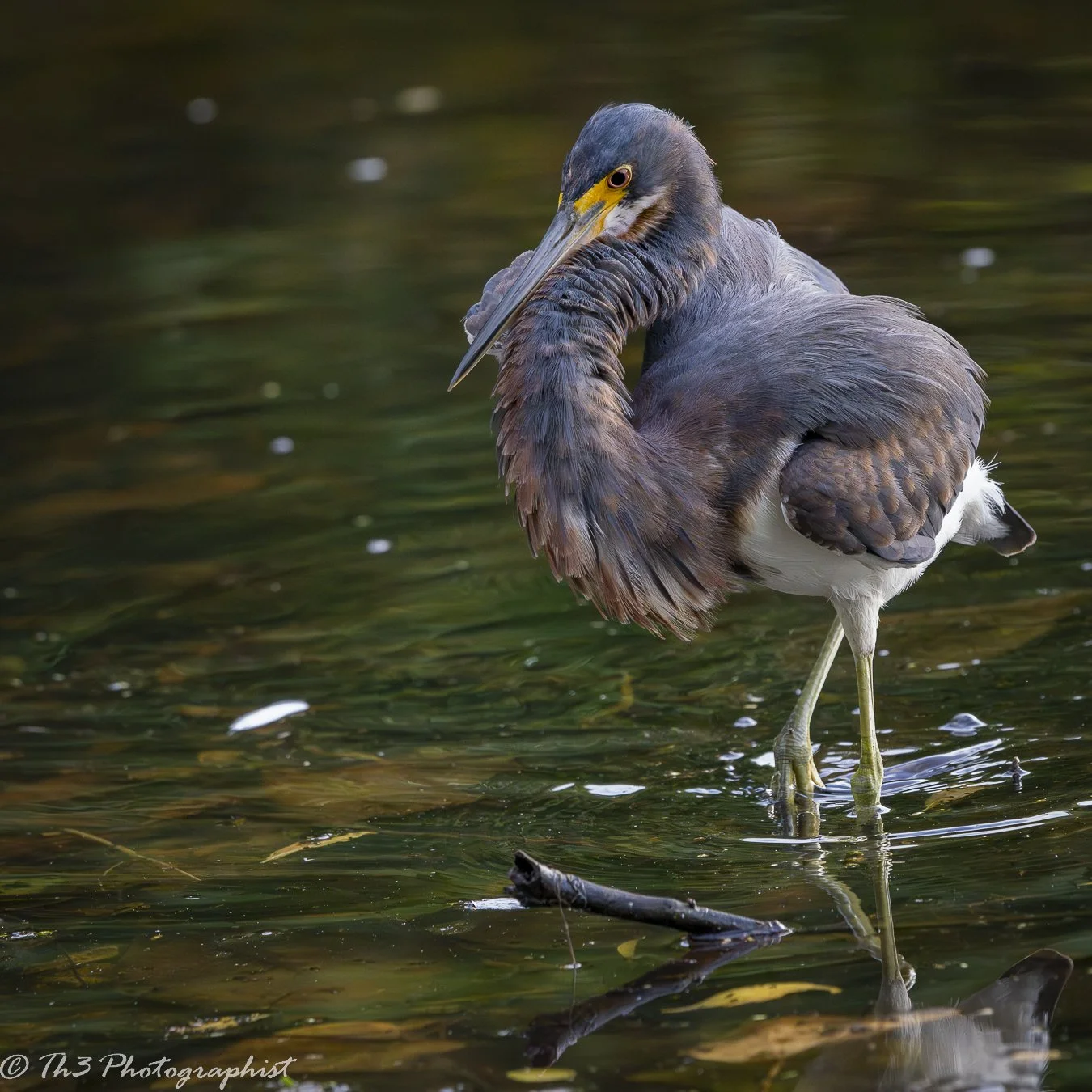 Ruffled (Tricolored Heron)